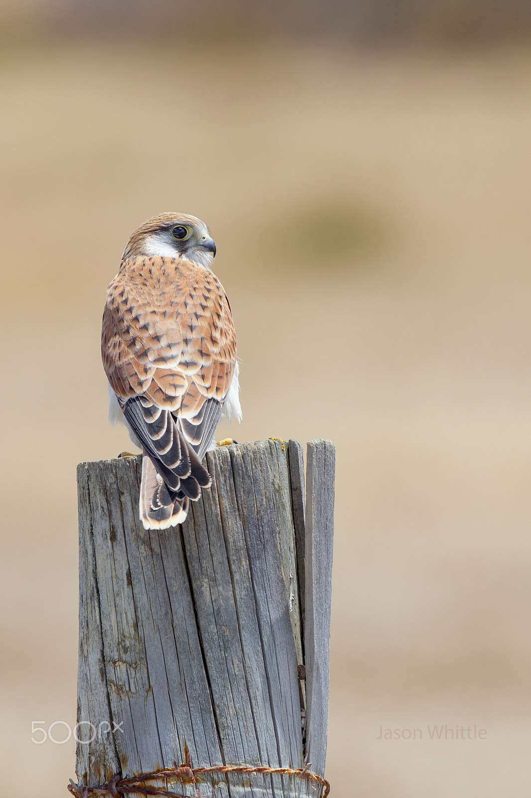 Canon EF 500mm f/4.5L sample photo. Patient photography