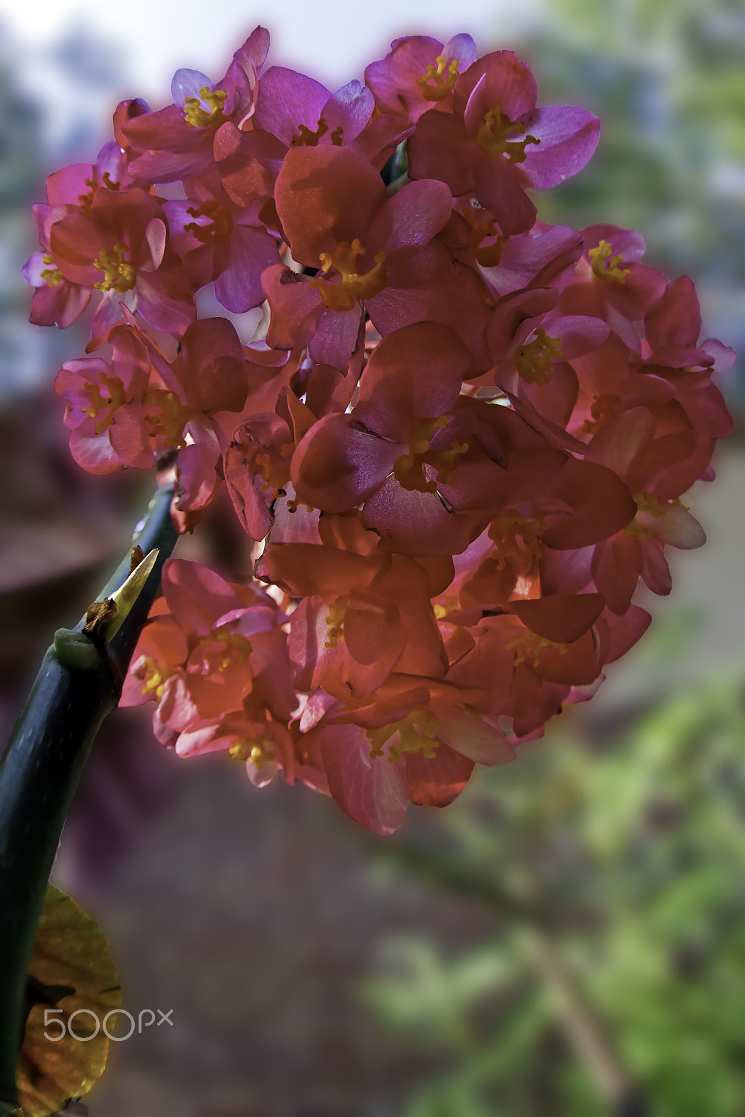 Canon EF 8-15mm F4L Fisheye USM sample photo. Ruby begonias photography