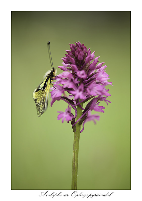 Sigma APO Macro 150mm f/2.8 EX DG HSM sample photo. Duo sur pyramide photography