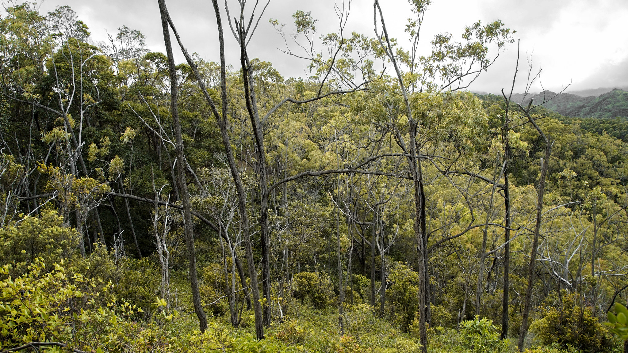 Sony a7S II + 24-105mm F4 G SSM OSS sample photo. Forest photography