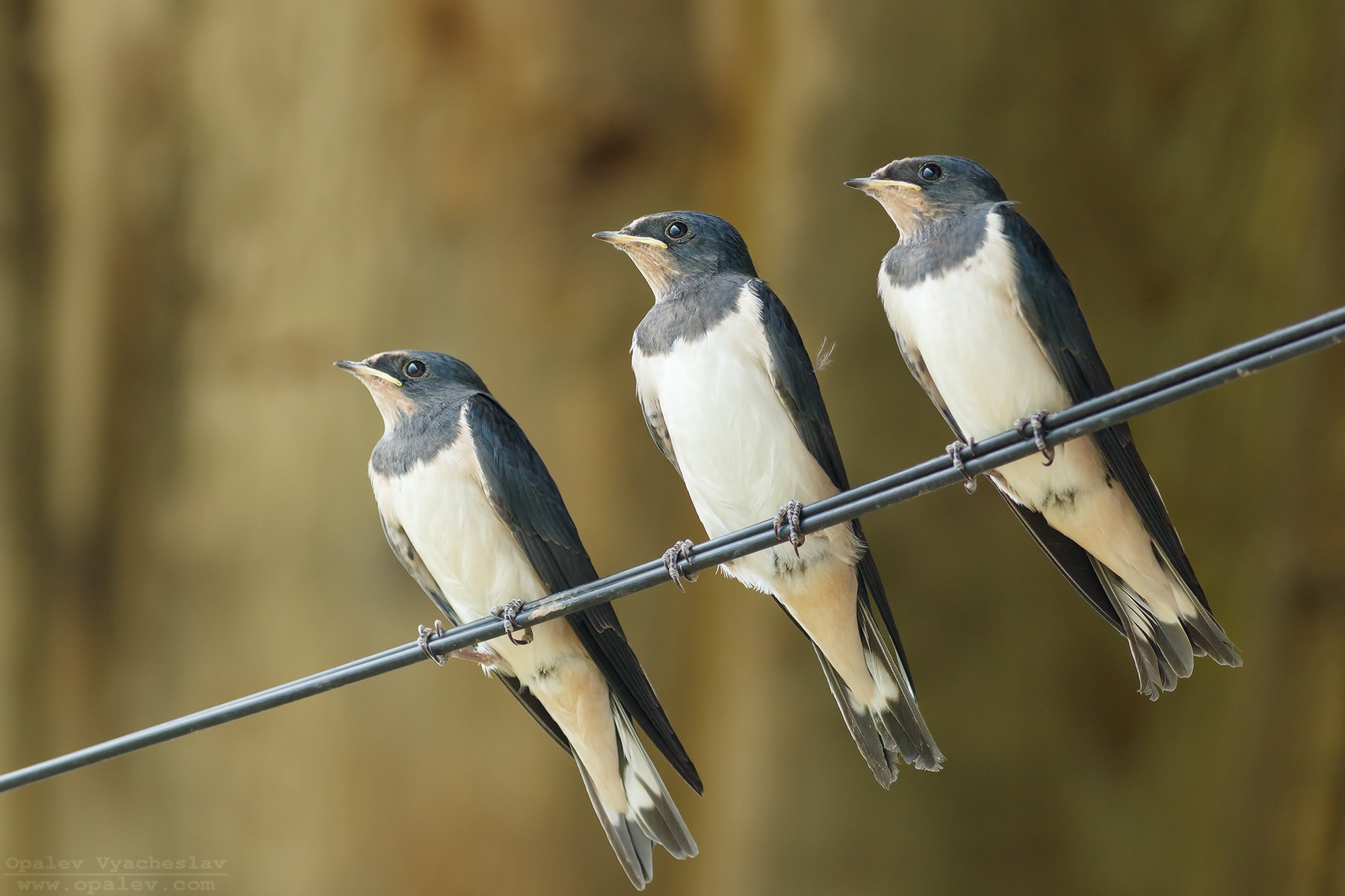 Canon EOS 7D Mark II + Canon EF 400mm F5.6L USM sample photo. Three young barn swallows photography
