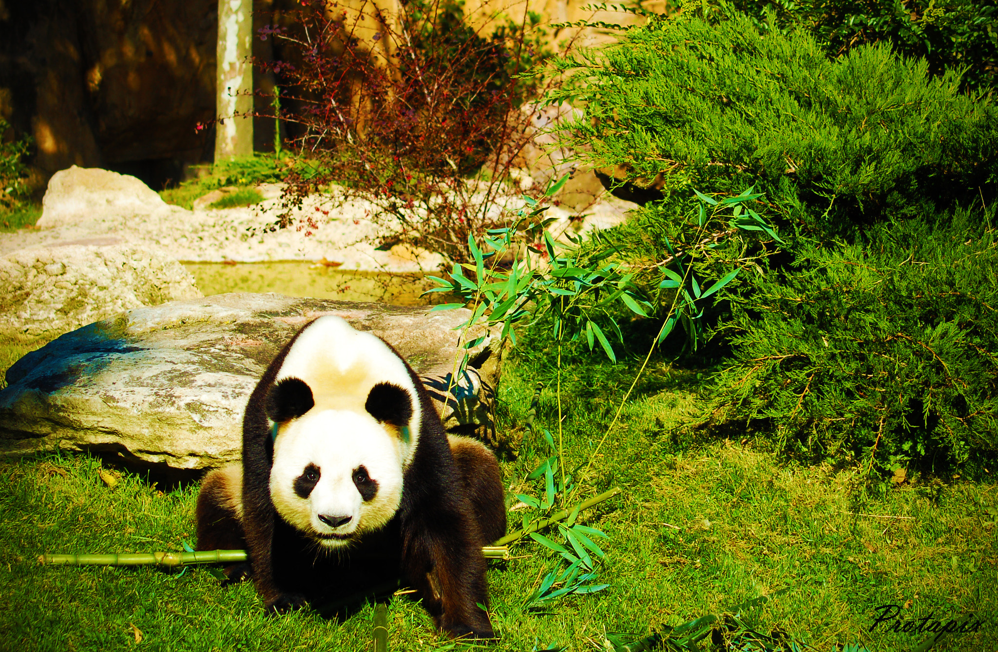 Nikon D50 sample photo. Panda photography