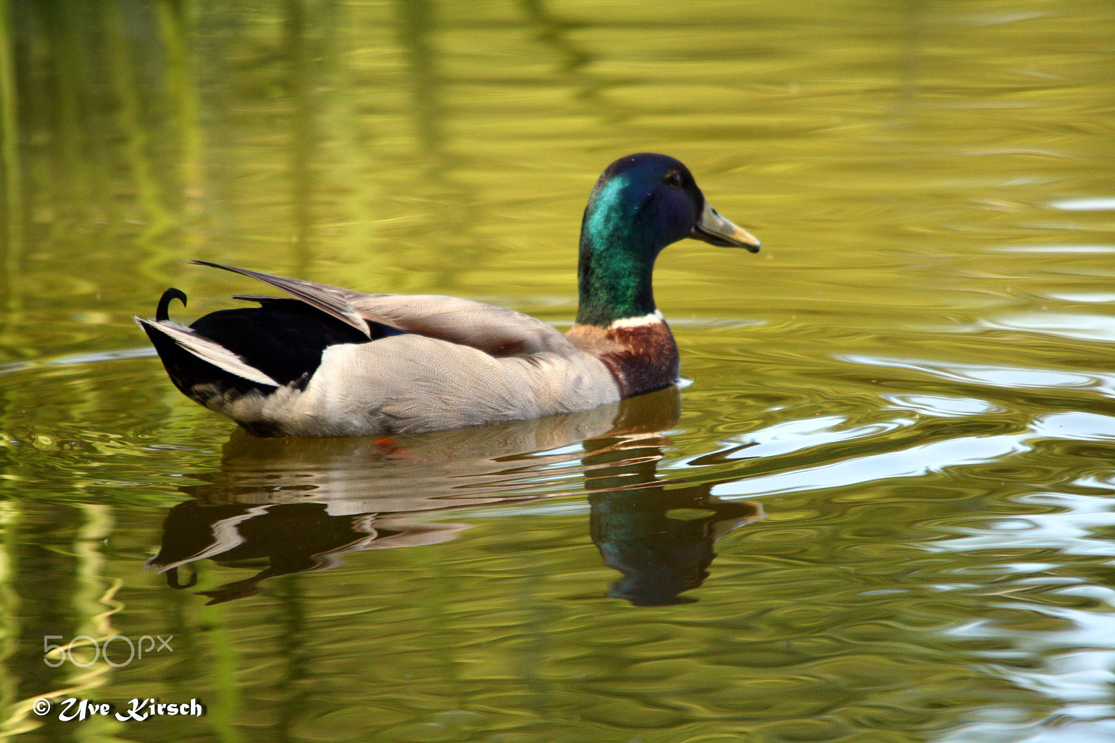 Canon EOS 1000D (EOS Digital Rebel XS / EOS Kiss F) sample photo. Male mallard photography