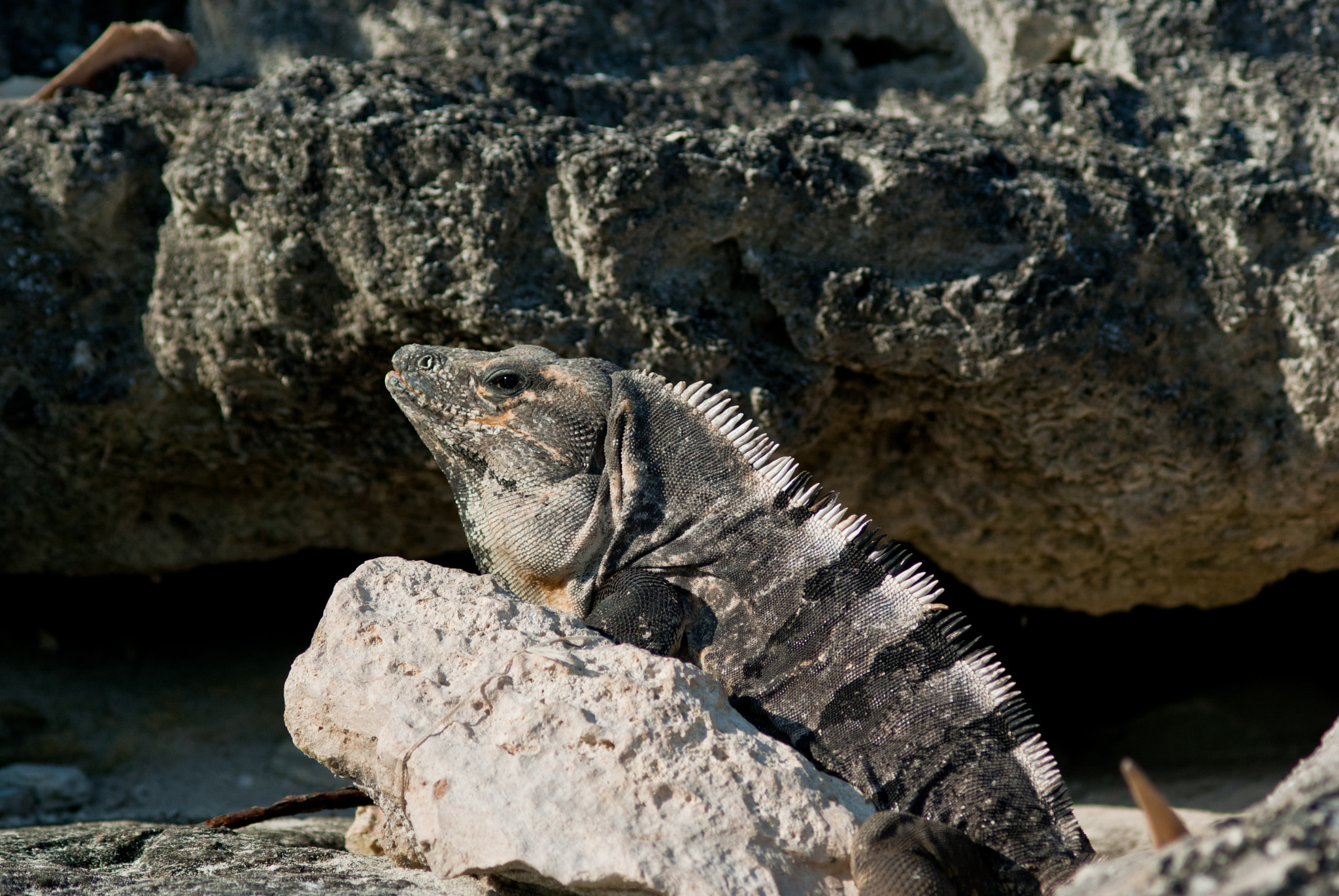 Minolta AF 70-210mm F4 Macro sample photo. Iguana photography