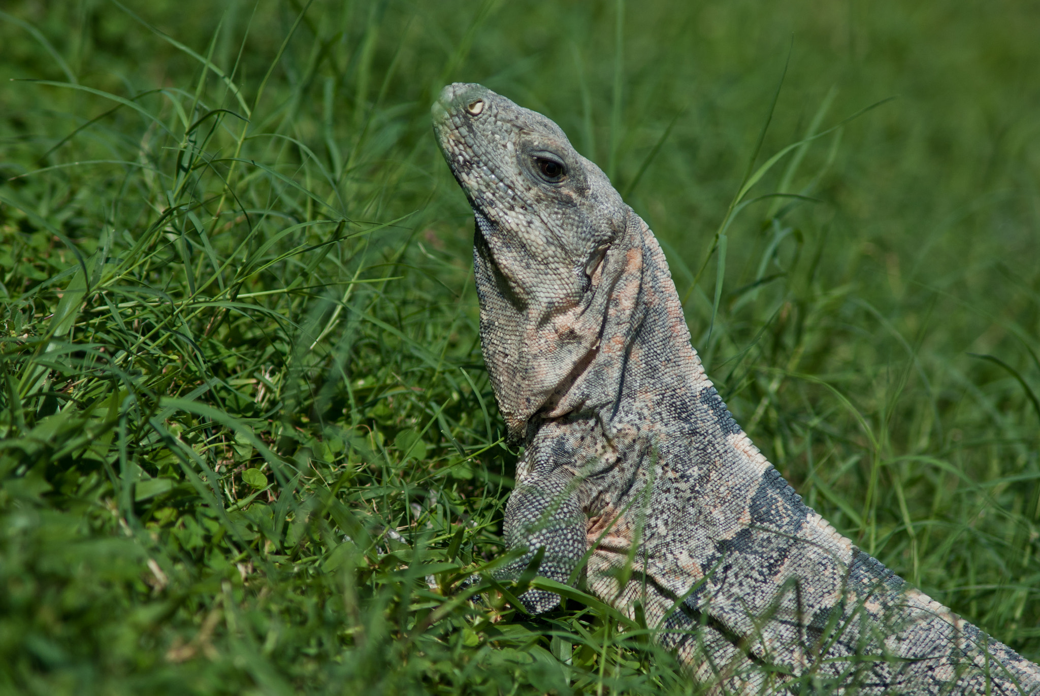 Minolta AF 70-210mm F4 Macro sample photo. Iguana photography
