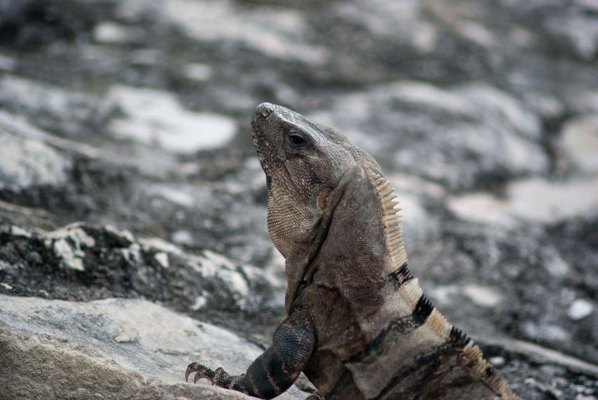 Minolta AF 70-210mm F4 Macro sample photo. Iguana photography