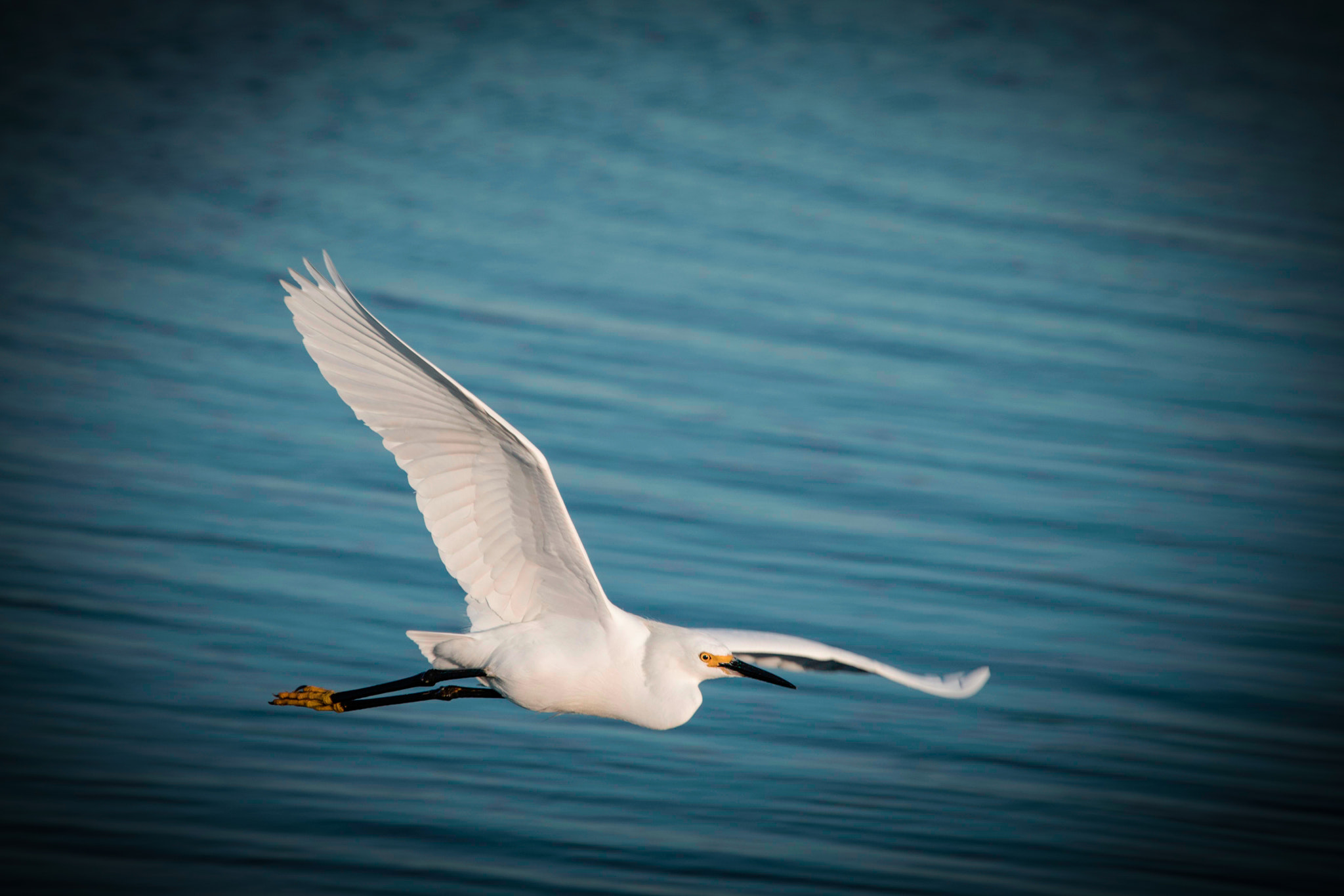 Nikon D500 sample photo. Snow egret photography
