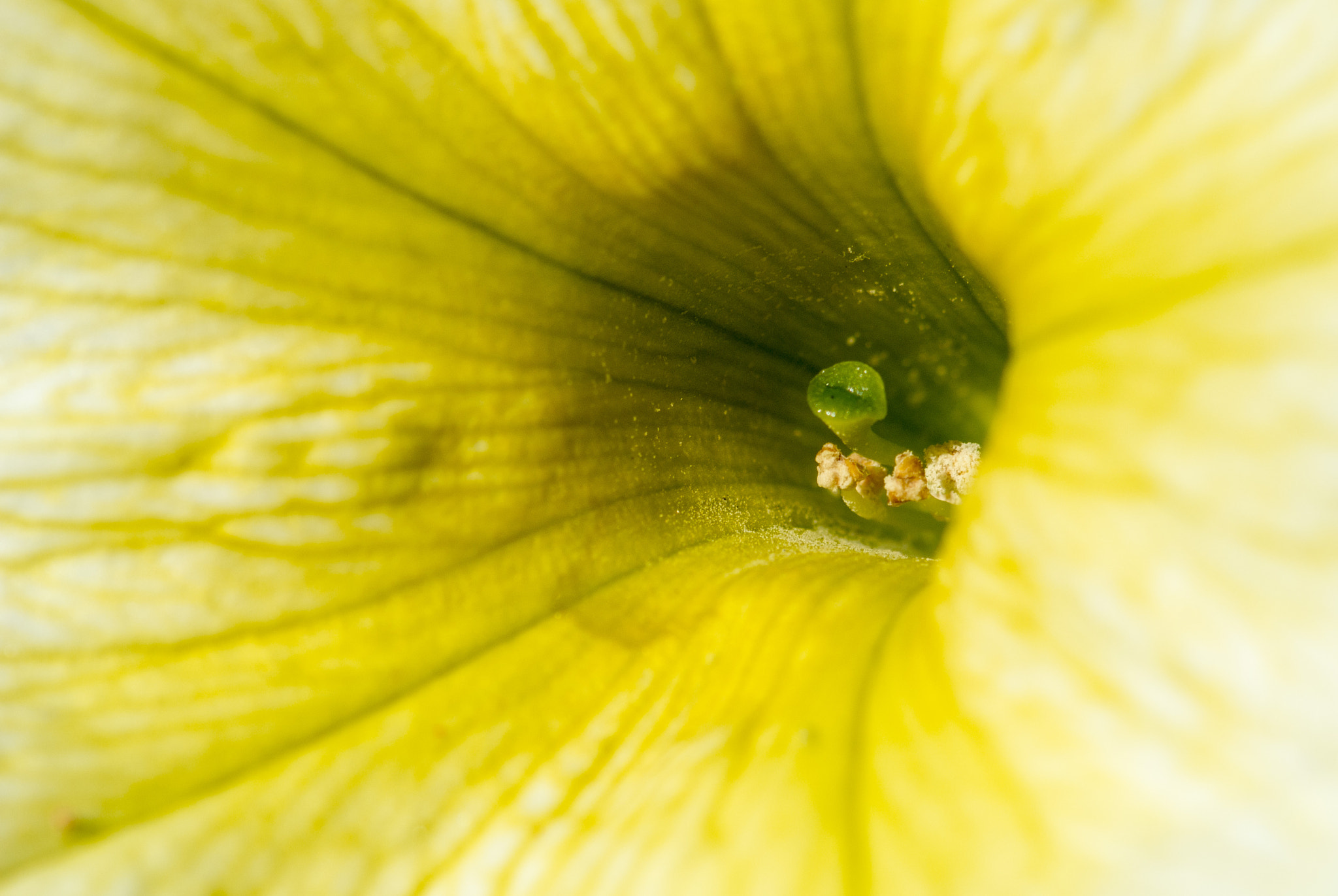 Nikon 1 V1 sample photo. Floral cup photography