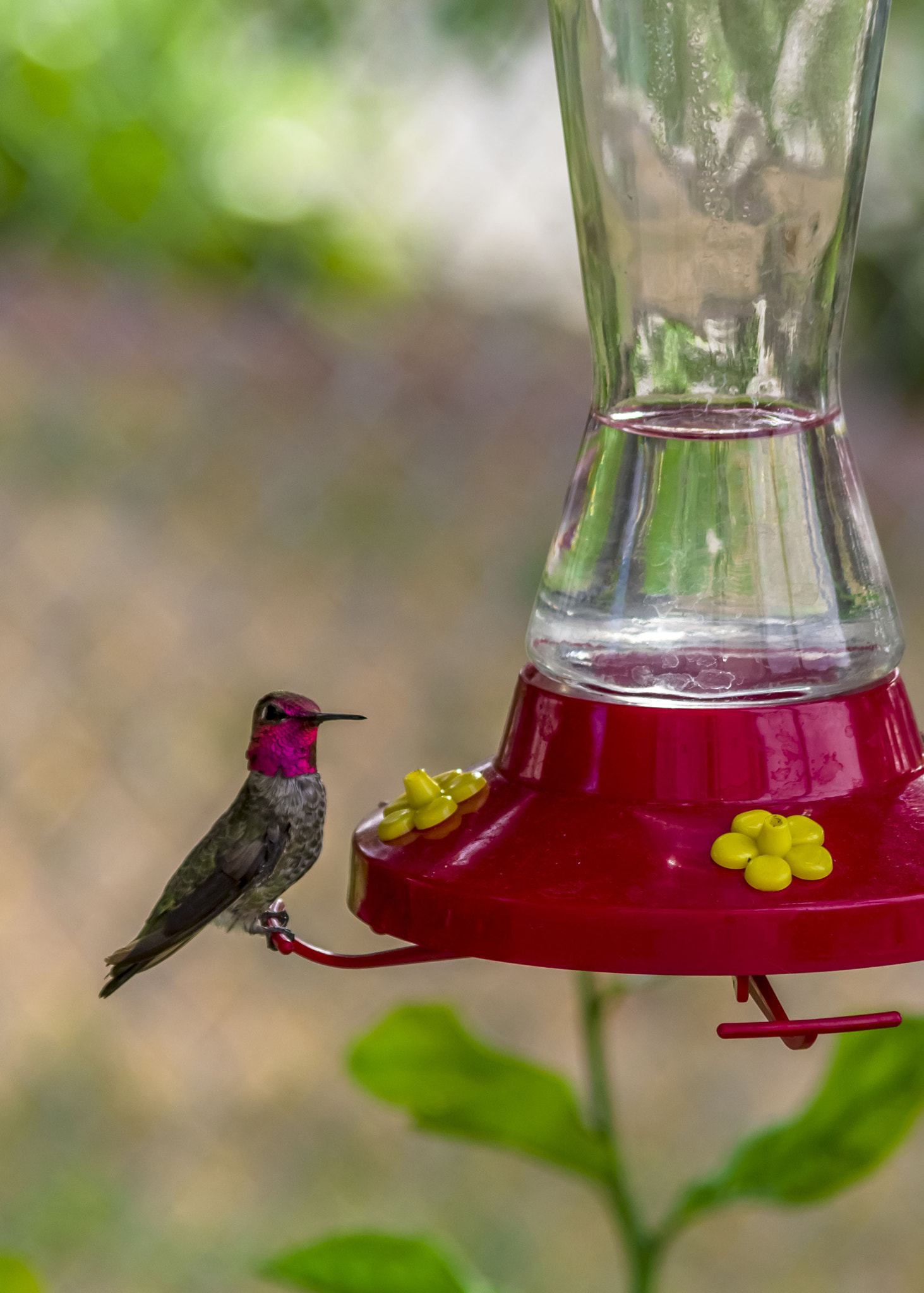 Pentax K-3 II sample photo. Anna's hummingbird!! photography
