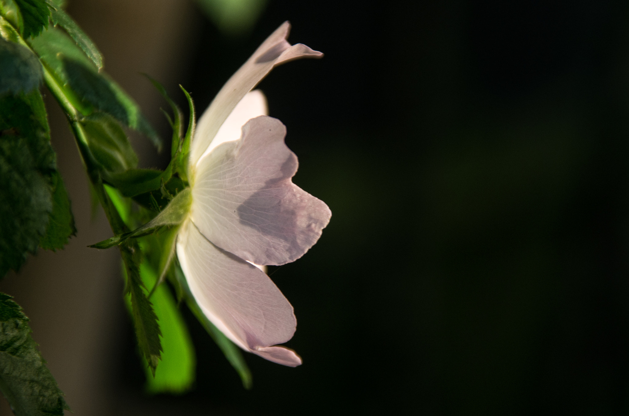 Pentax K-5 + Sigma 18-125mm F3.8-5.6 DC HSM sample photo. Climbing rose at dawn photography