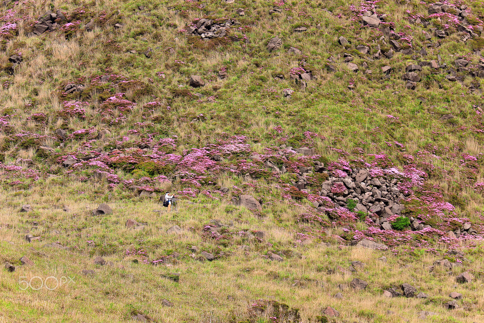 Canon EOS 700D (EOS Rebel T5i / EOS Kiss X7i) + Canon EF-S 55-250mm F4-5.6 IS STM sample photo. Photographing in slope of the mountain photography