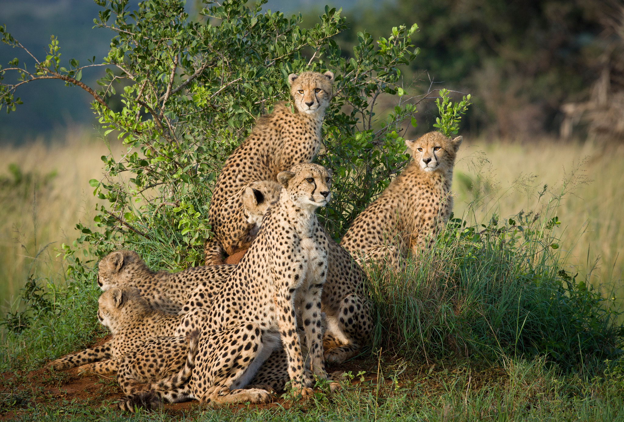 Canon EOS-1Ds Mark II + Canon EF 400mm F2.8L IS USM sample photo. The cheetahs of phinda photography