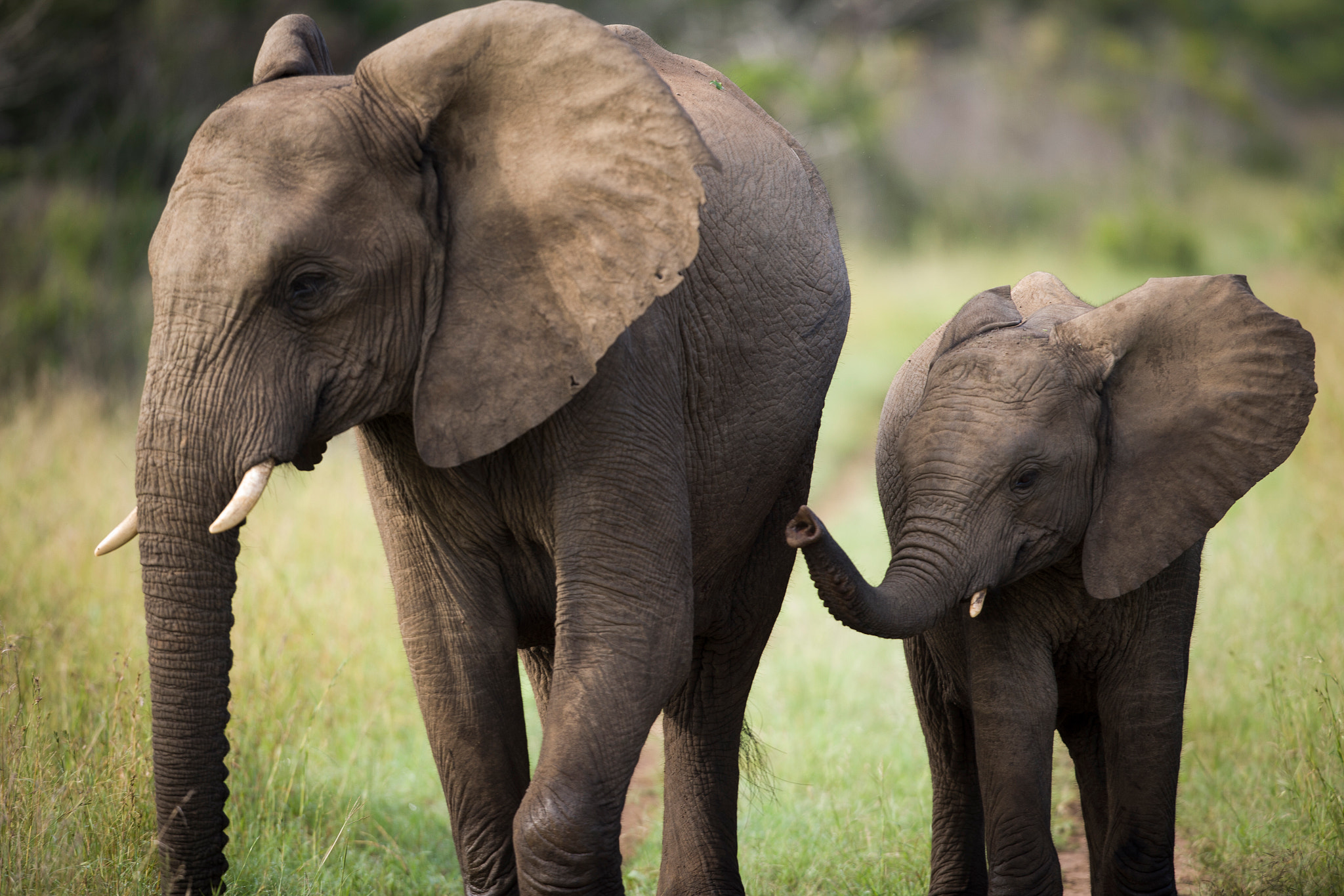 Canon EOS-1Ds Mark II + Canon EF 400mm F2.8L IS USM sample photo. Mom and young elephant photography