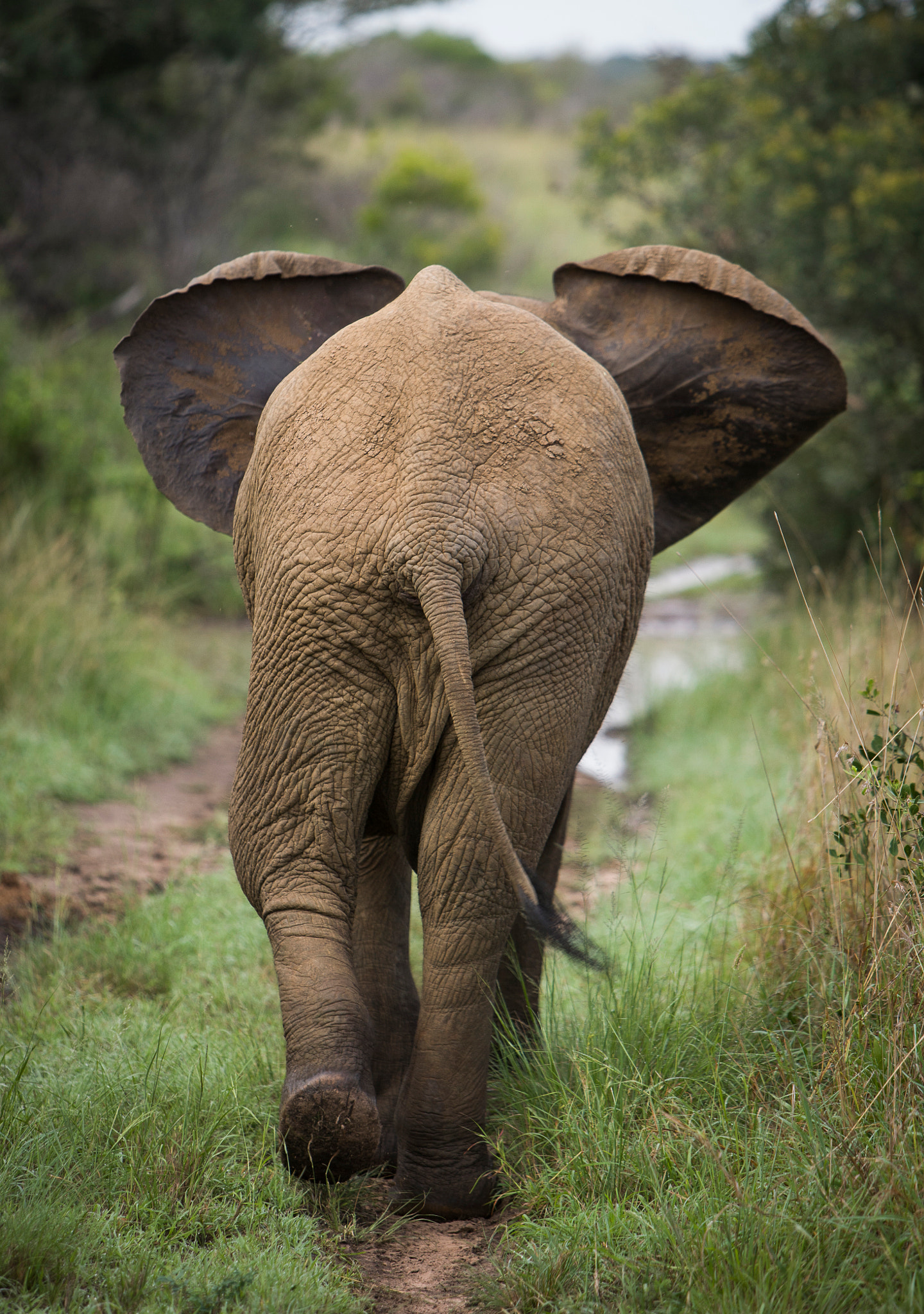 Canon EOS-1Ds Mark II sample photo. African elephant walk away photography