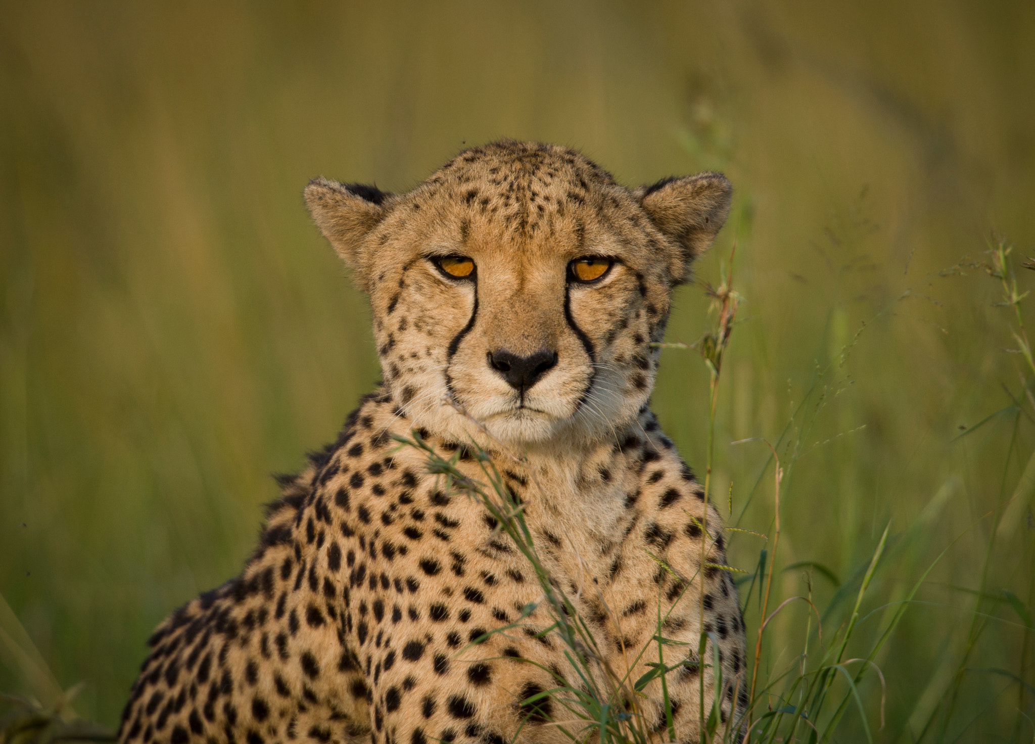 Canon EOS-1Ds Mark II + Canon EF 400mm F2.8L IS USM sample photo. Cheetah at sunset photography