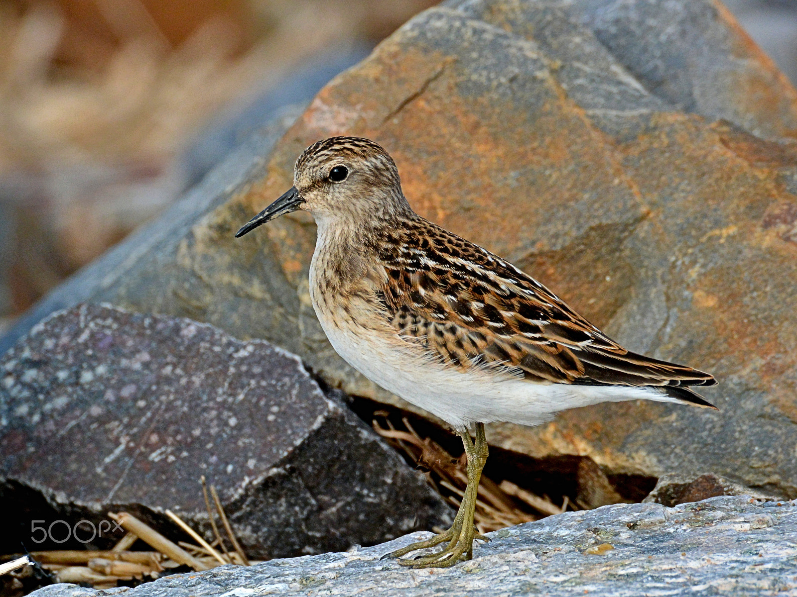 Nikon 1 Nikkor VR 70-300mm F4.5-5.6 sample photo. Least sandpiper wating for the tide to fall photography