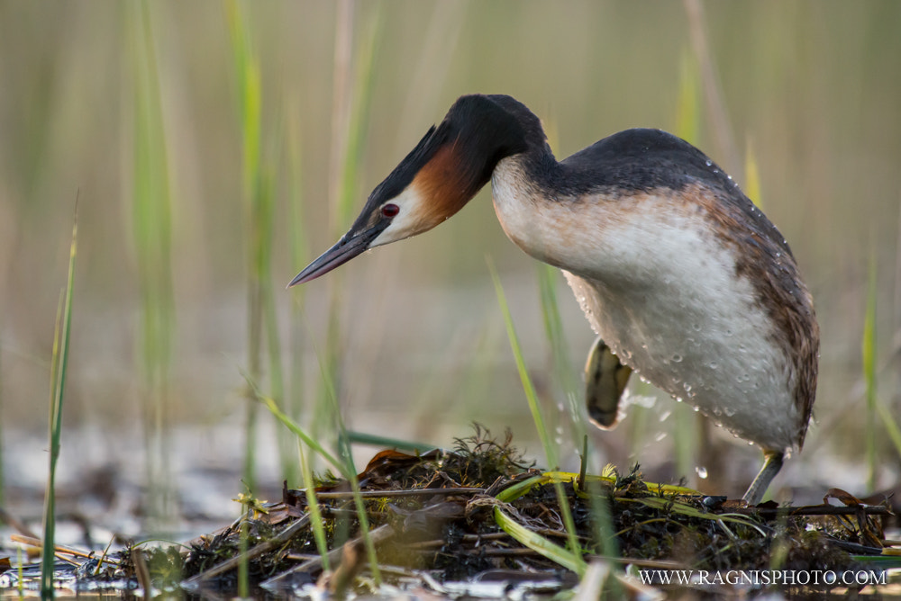 Nikon AF-S Nikkor 300mm F2.8G ED VR II sample photo. Great crested grebe on the nest photography