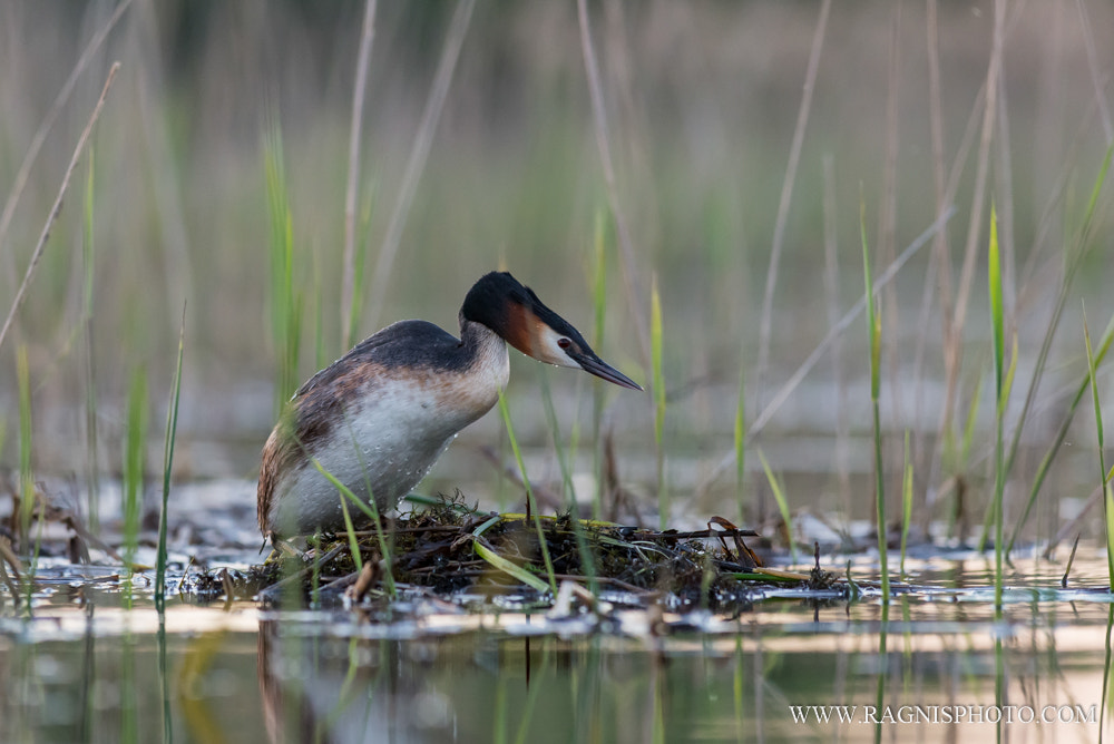 Nikon AF-S Nikkor 300mm F2.8G ED VR II sample photo. Great crested grebe on the nest photography