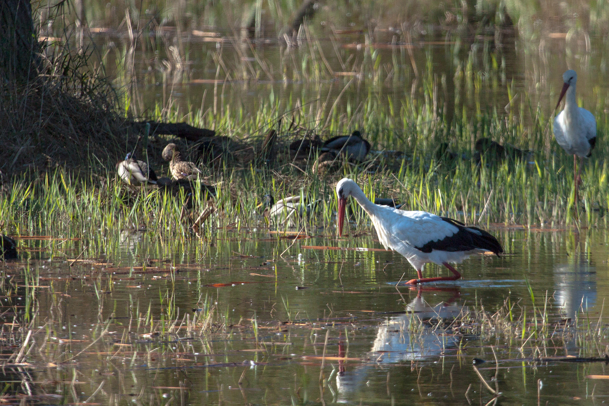 Canon EF 100-400mm F4.5-5.6L IS USM sample photo. Parc des aguamolls photography