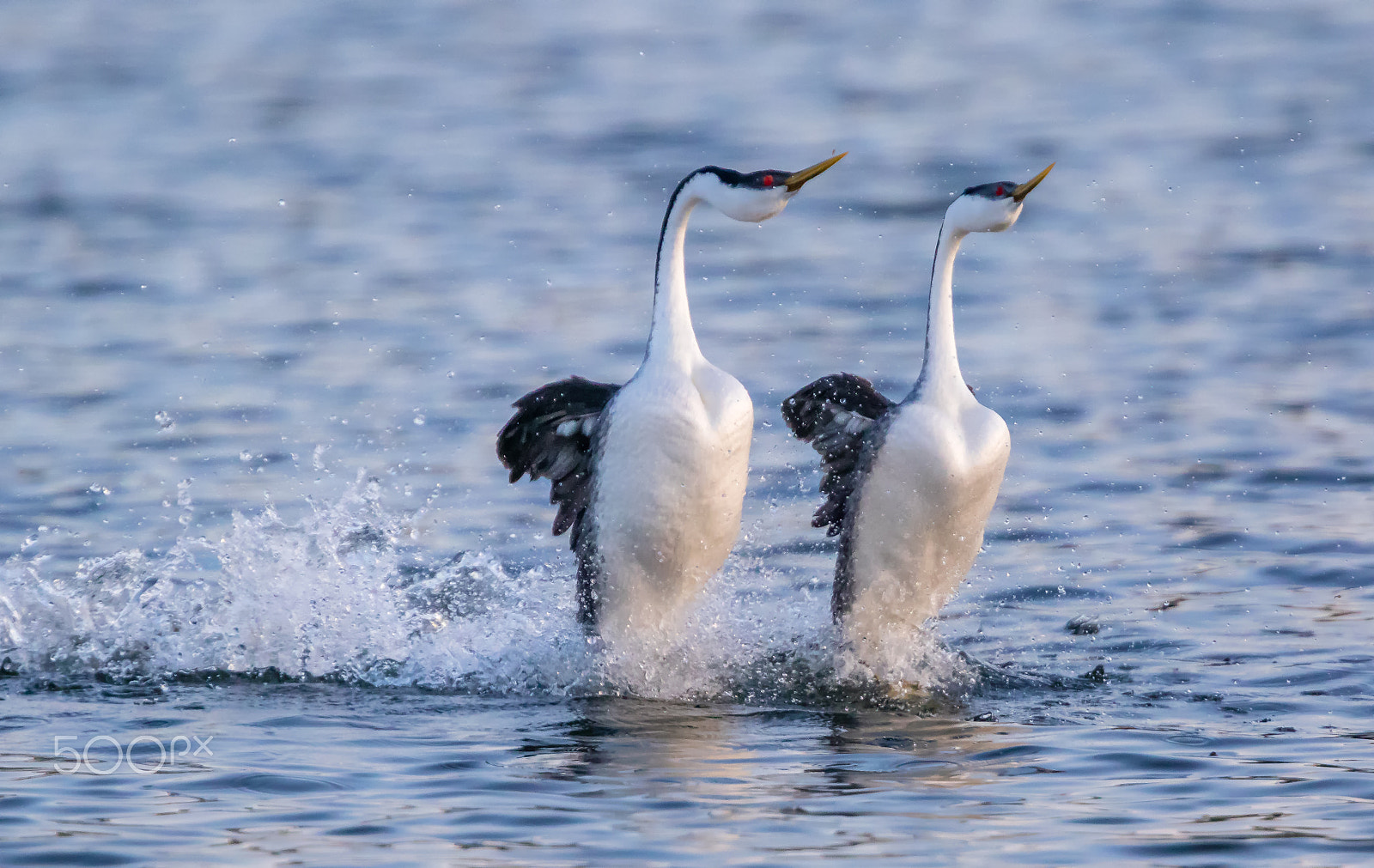 Canon EF 400mm F4.0 DO IS USM sample photo. Water ballet of courting grebes photography