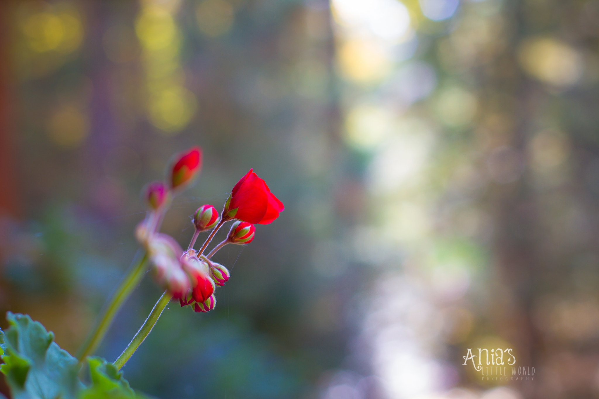 Canon EF 50mm F1.4 USM sample photo. In good light photography