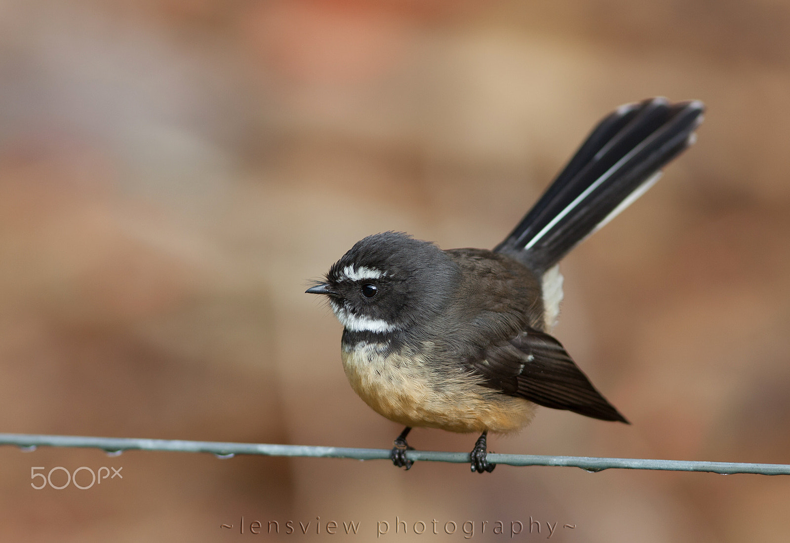 Canon EF 300mm F4L IS USM sample photo. Pied fantail photography