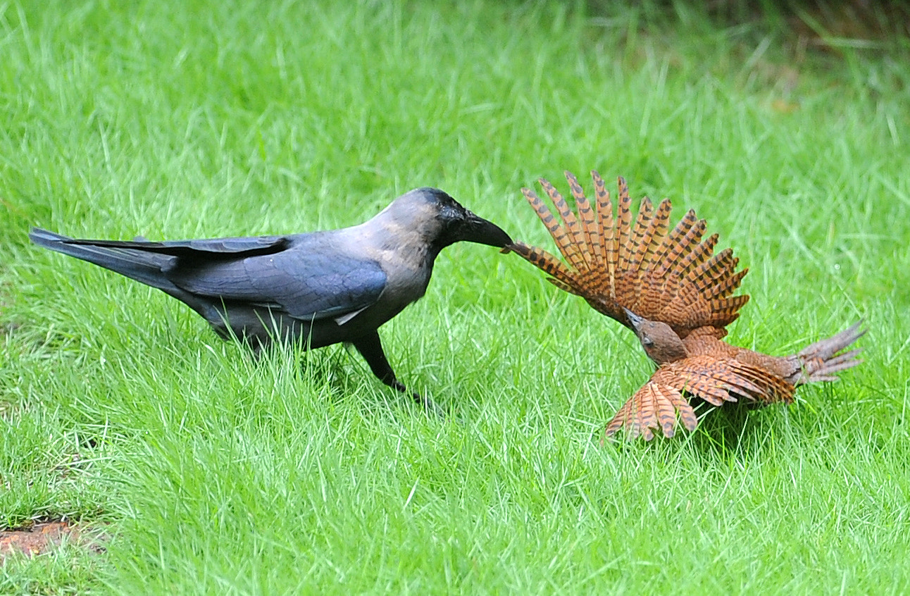 Nikon AF-S Nikkor 300mm F2.8G ED VR II sample photo. Crows catch ! photography