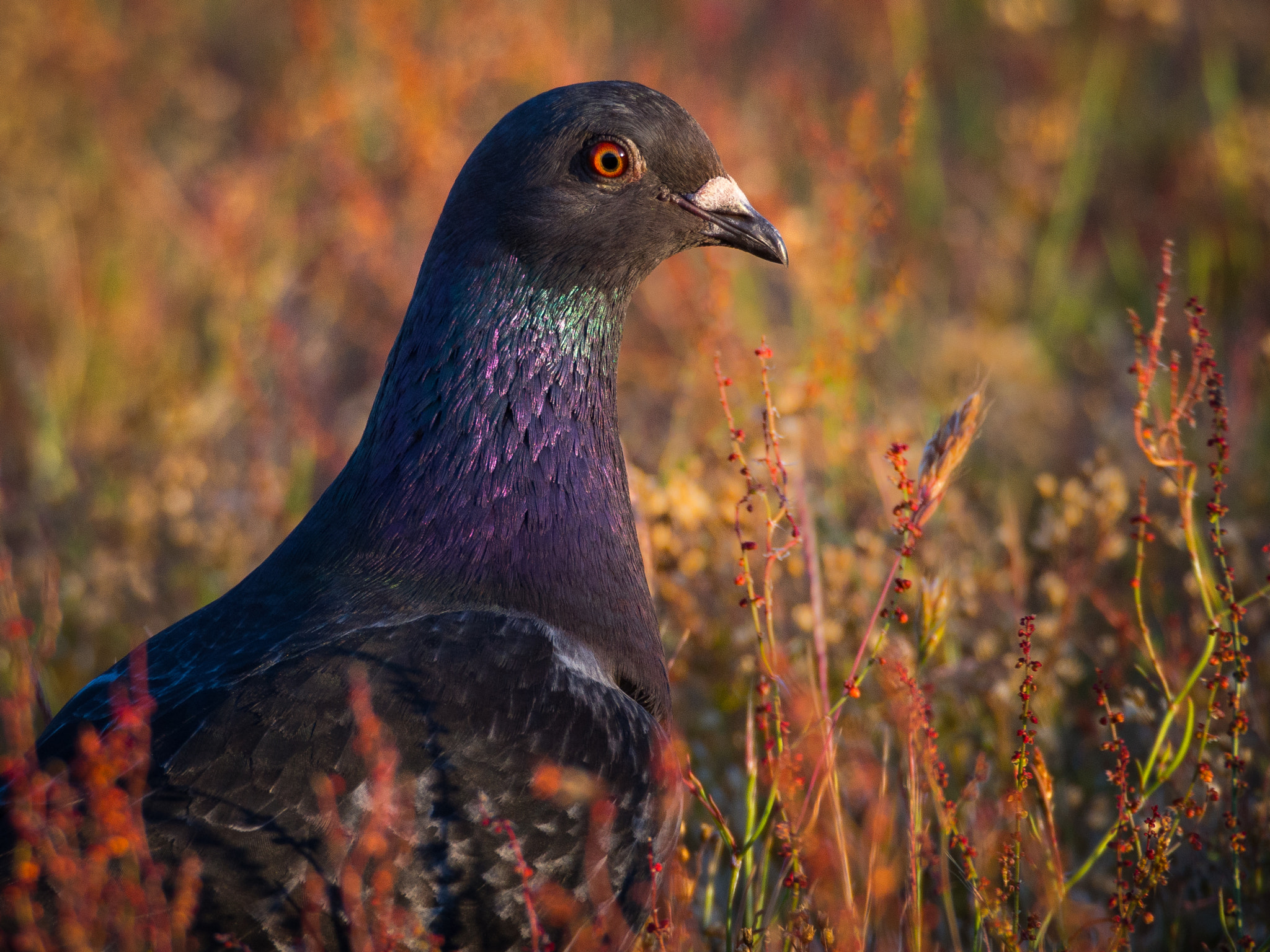 Olympus OM-D E-M5 sample photo. Rock pigeon photography
