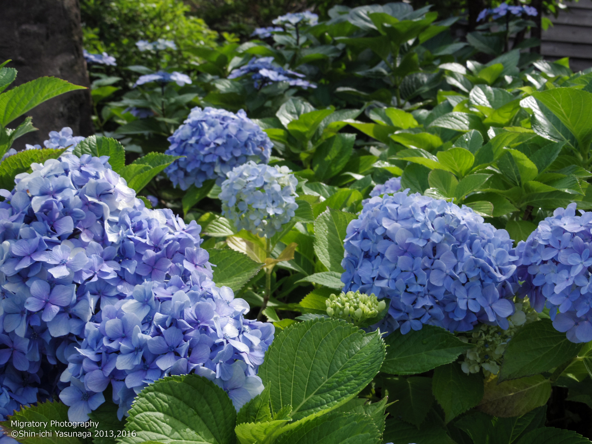 Pentax Q sample photo. Hydrangea in rishiri island hokkaido,japan. photography