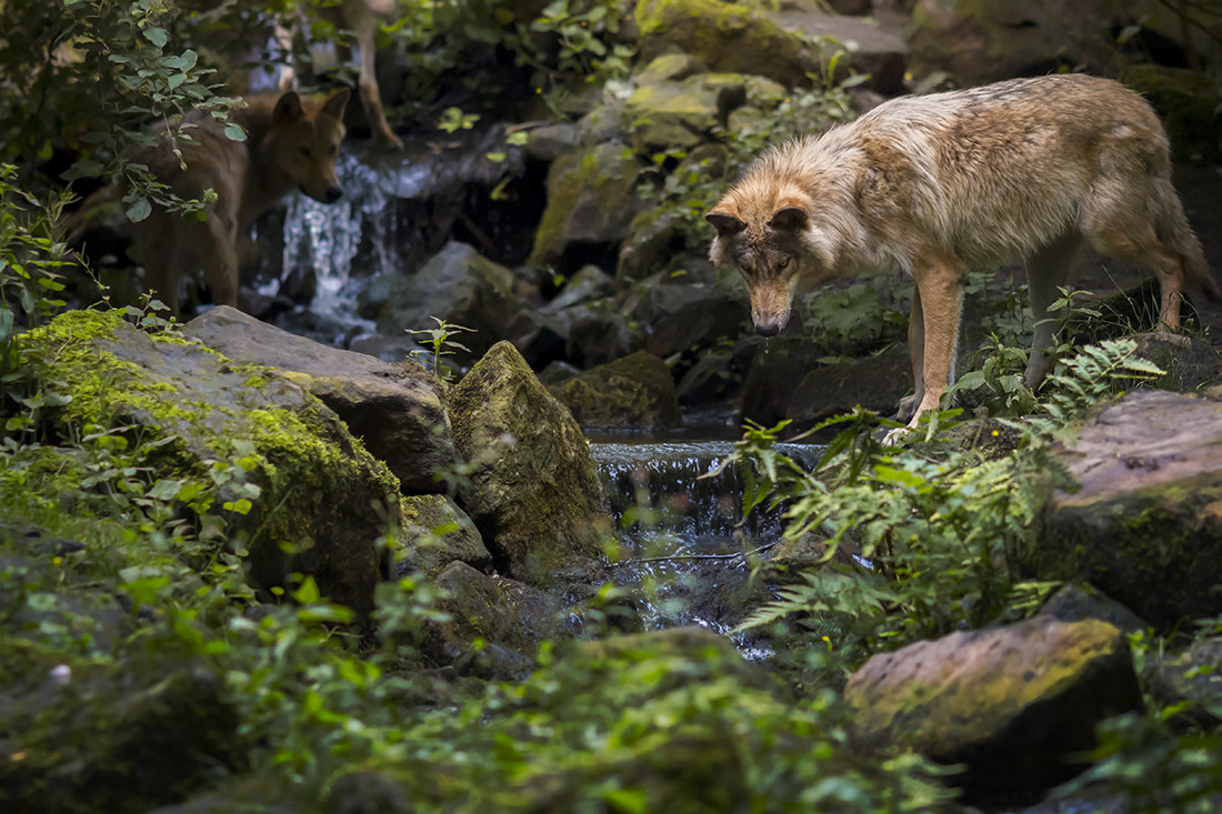 Canon EOS 700D (EOS Rebel T5i / EOS Kiss X7i) + Canon EF 135mm F2L USM sample photo. Wilderness photography