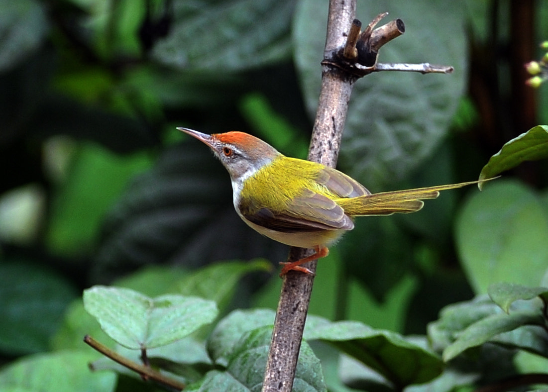 Nikon AF-S Nikkor 300mm F2.8G ED VR II sample photo. Bird photography