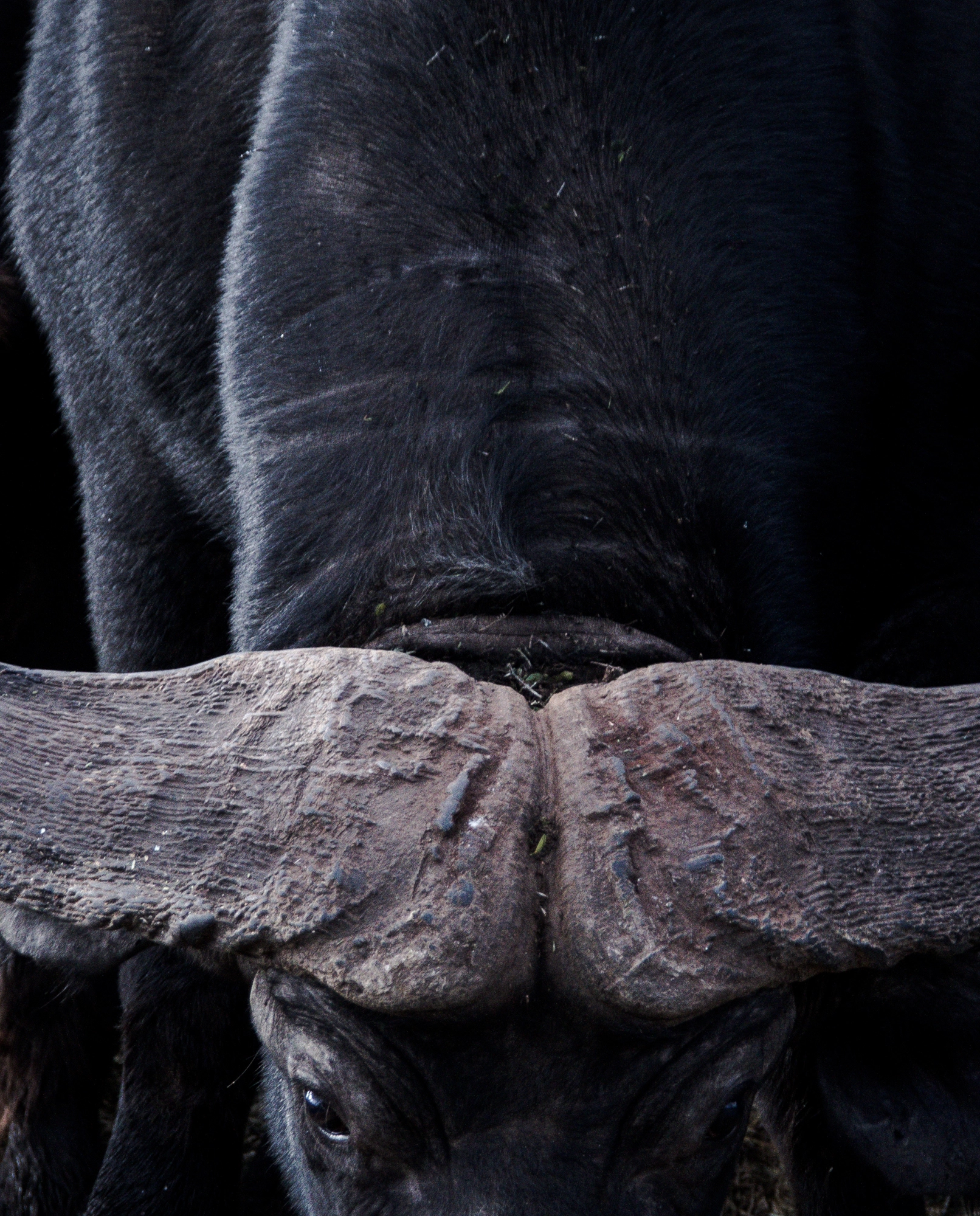 Canon EF 28-300mm F3.5-5.6L IS USM sample photo. African buffalo photography