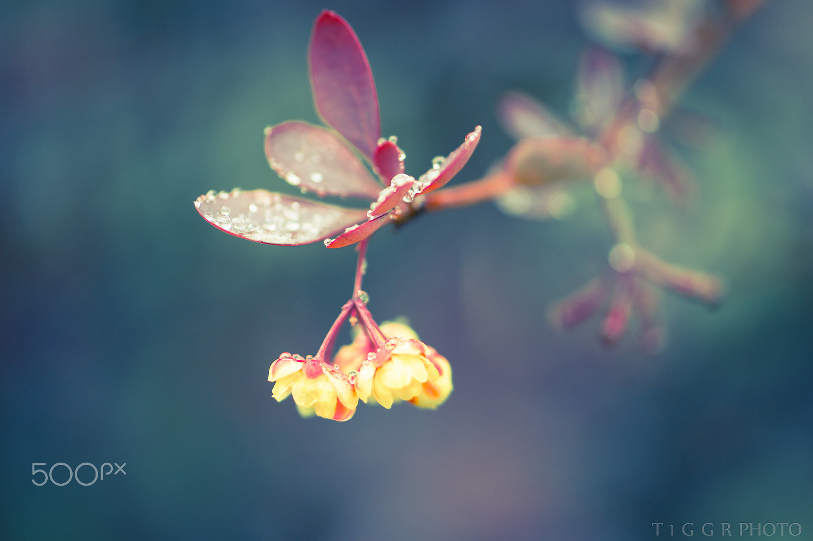 Samsung NX30 + Samsung NX 60mm F2.8 Macro ED OIS SSA sample photo. Is this what you came for? photography