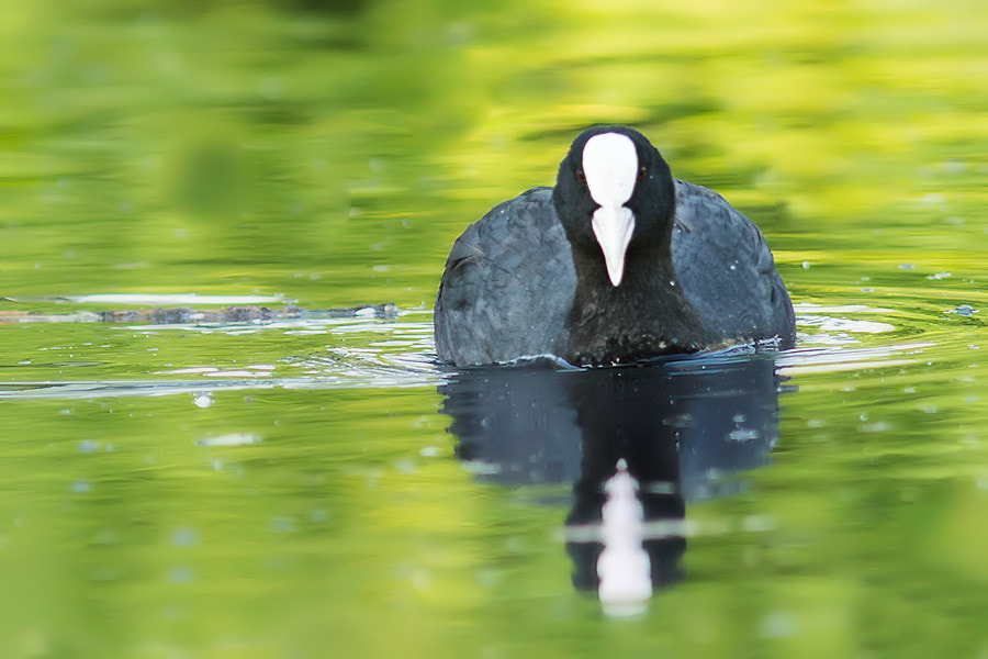 Canon EF 300mm F4L IS USM sample photo. Blaesshuhn photography