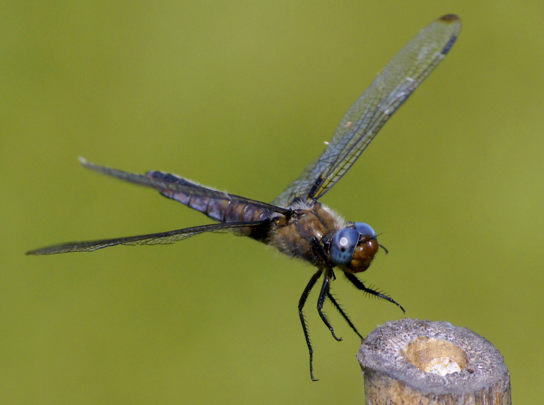 Sony DT 55-200mm F4-5.6 SAM sample photo. Dragon fly iii photography