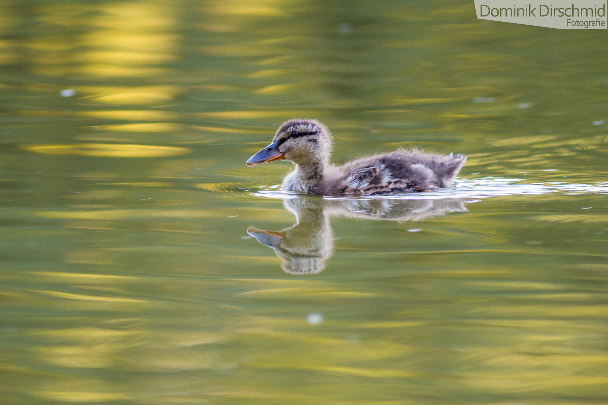 Canon EOS 70D + Canon EF 300mm F4L IS USM sample photo. Mallard-chick photography