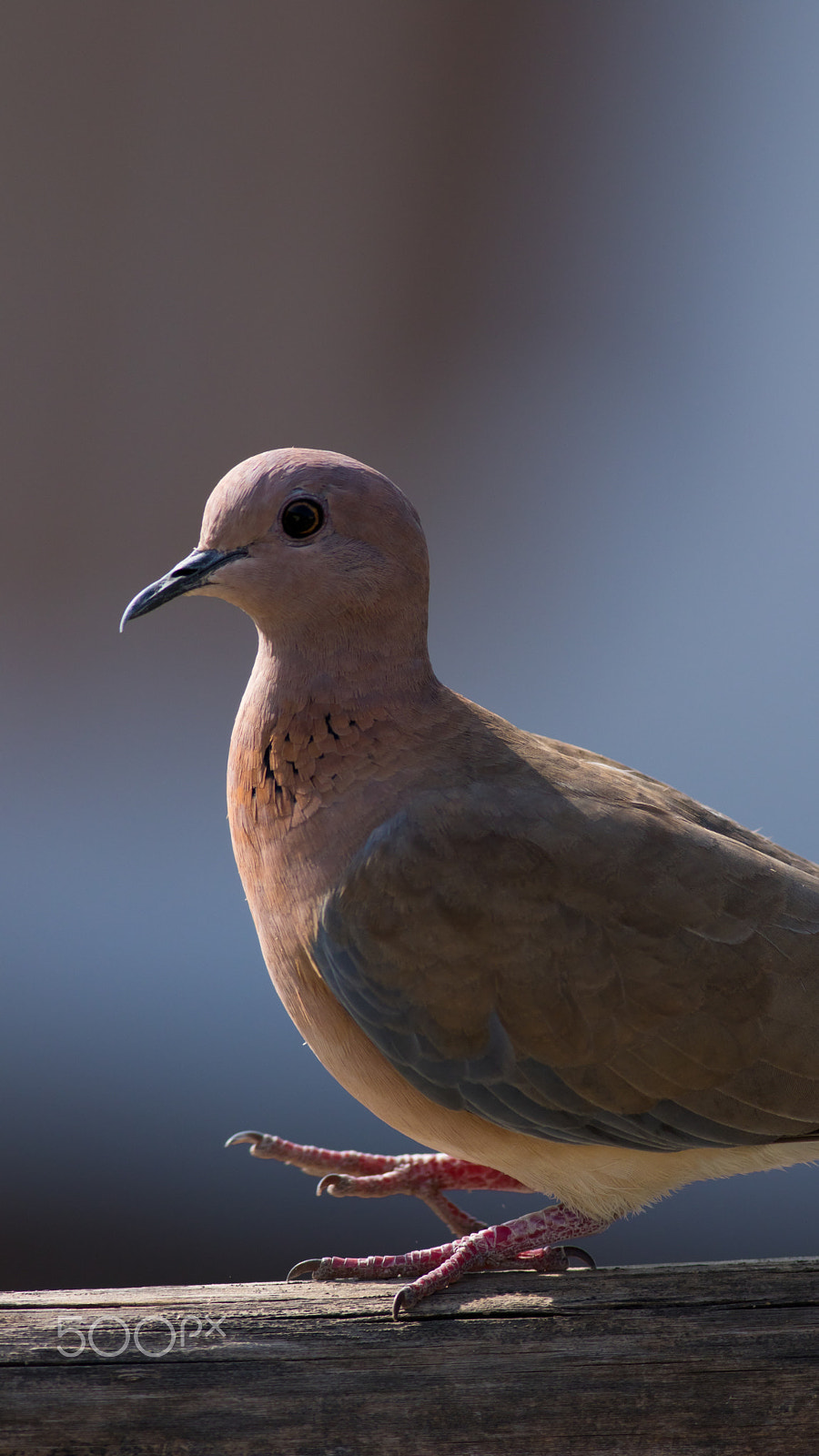 Canon EOS 7D Mark II + Canon EF 400mm F5.6L USM sample photo. Dove photography