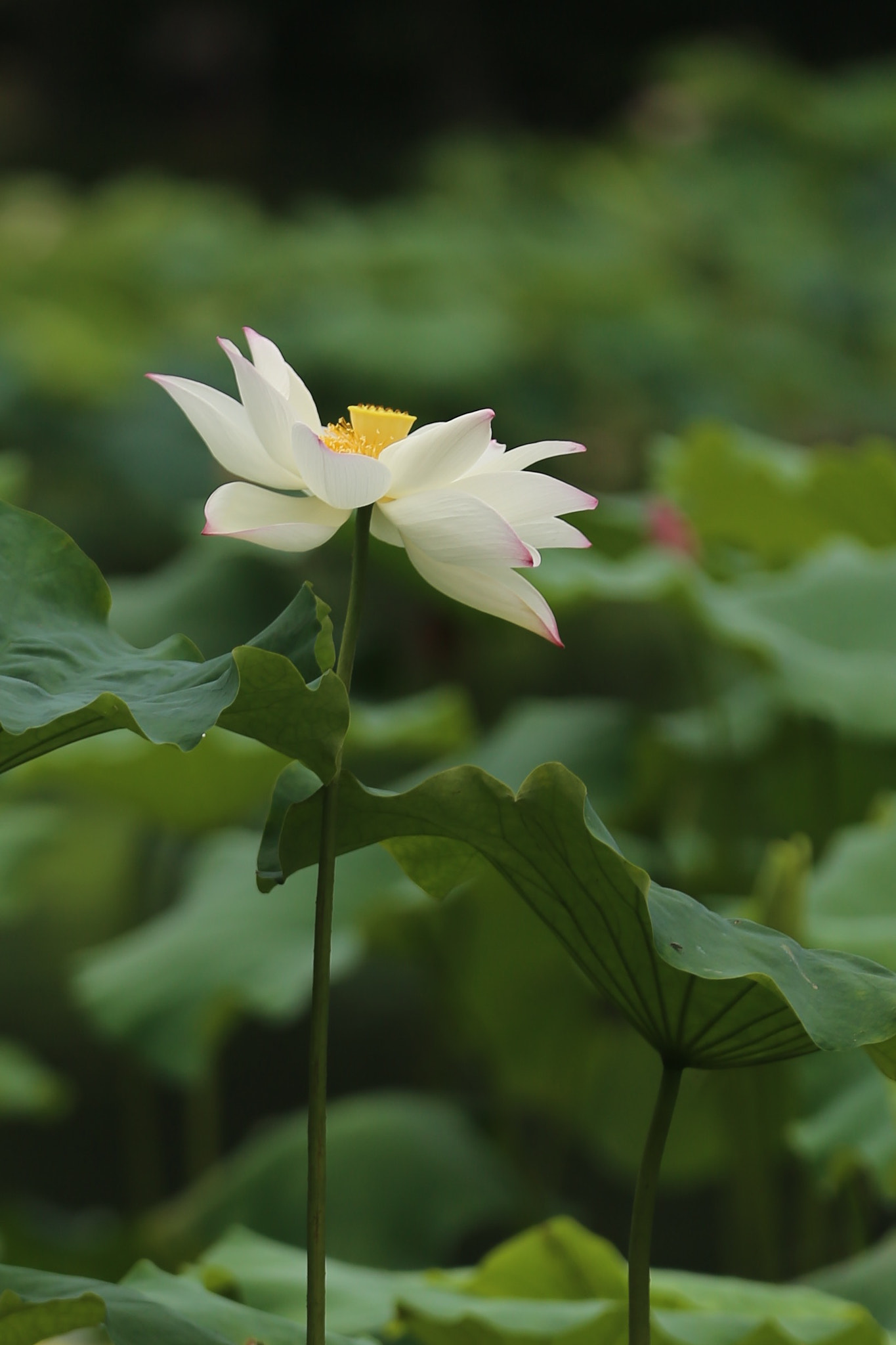 Canon EF 70-200mm F2.8L IS II USM sample photo. 出污泥而不染 photography