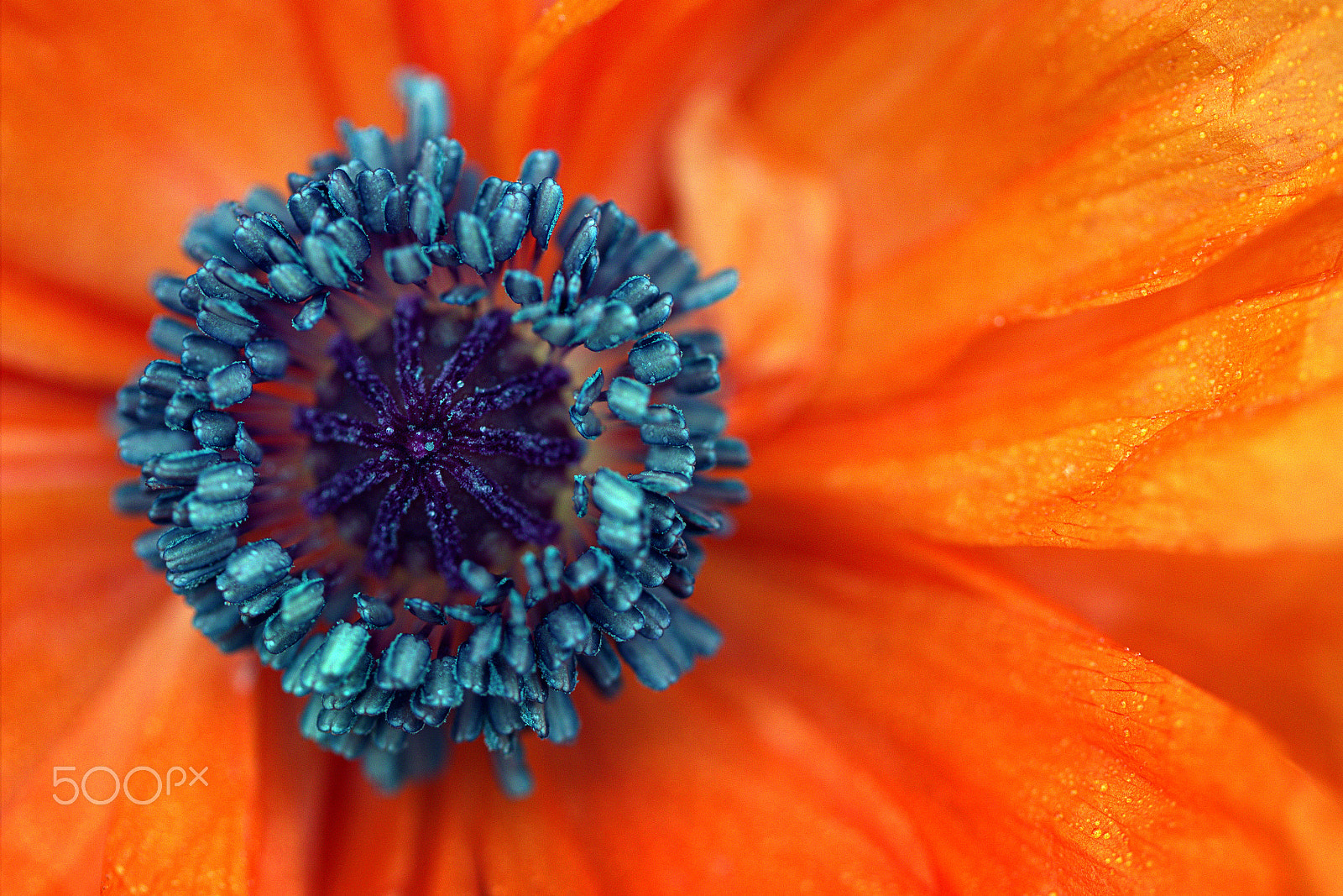 Canon EF 100mm F2.8L Macro IS USM sample photo. Poppy macro photography