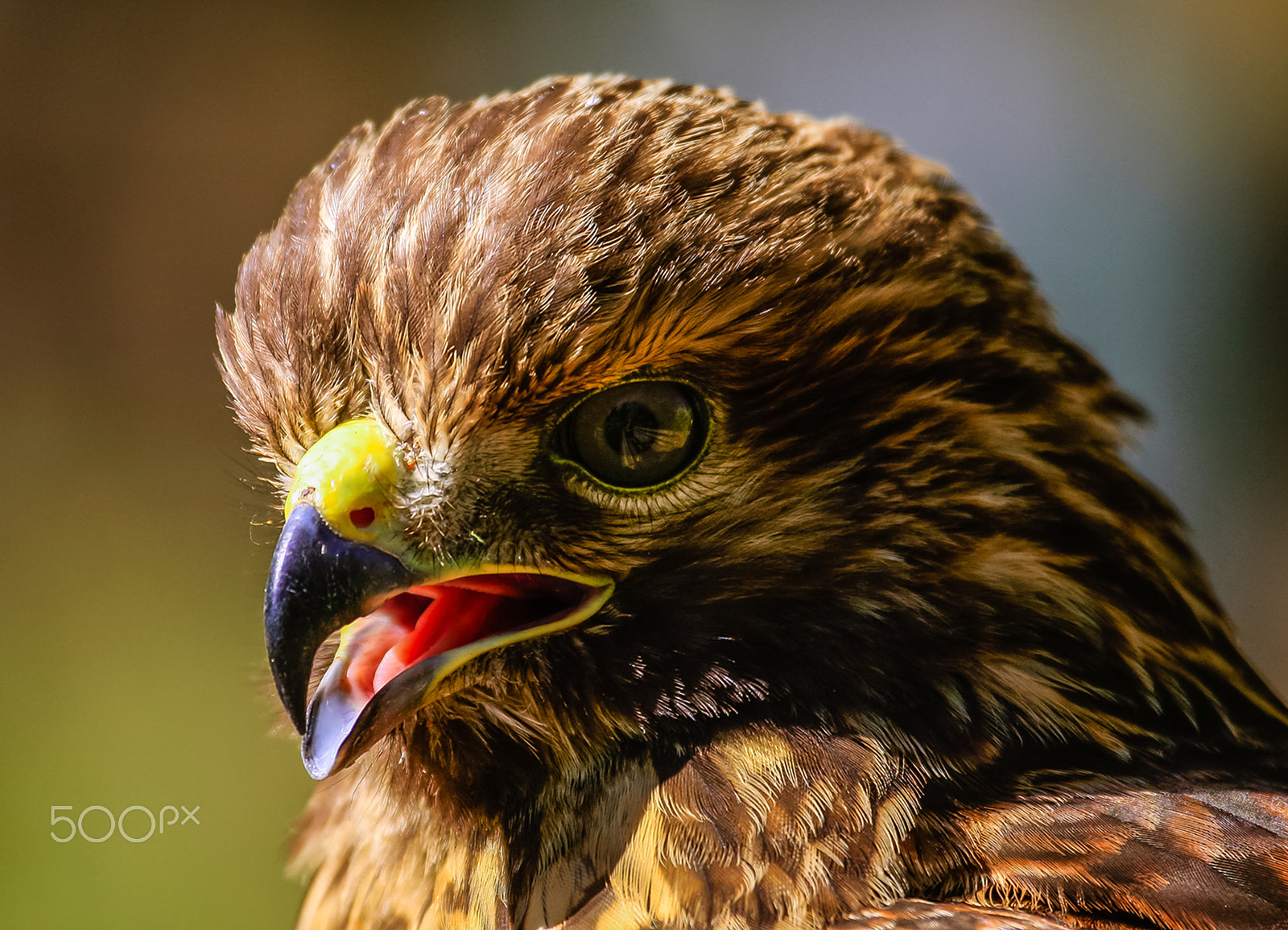 Canon EOS 40D + Canon EF 100-400mm F4.5-5.6L IS USM sample photo. Beautiful hawk 3 photography