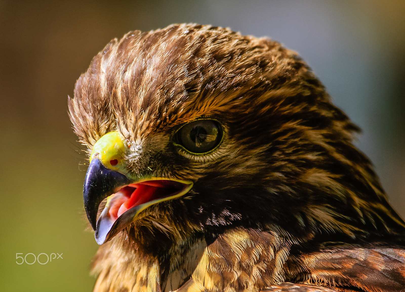 Canon EF 100-400mm F4.5-5.6L IS USM sample photo. Beautiful hawk 3 photography