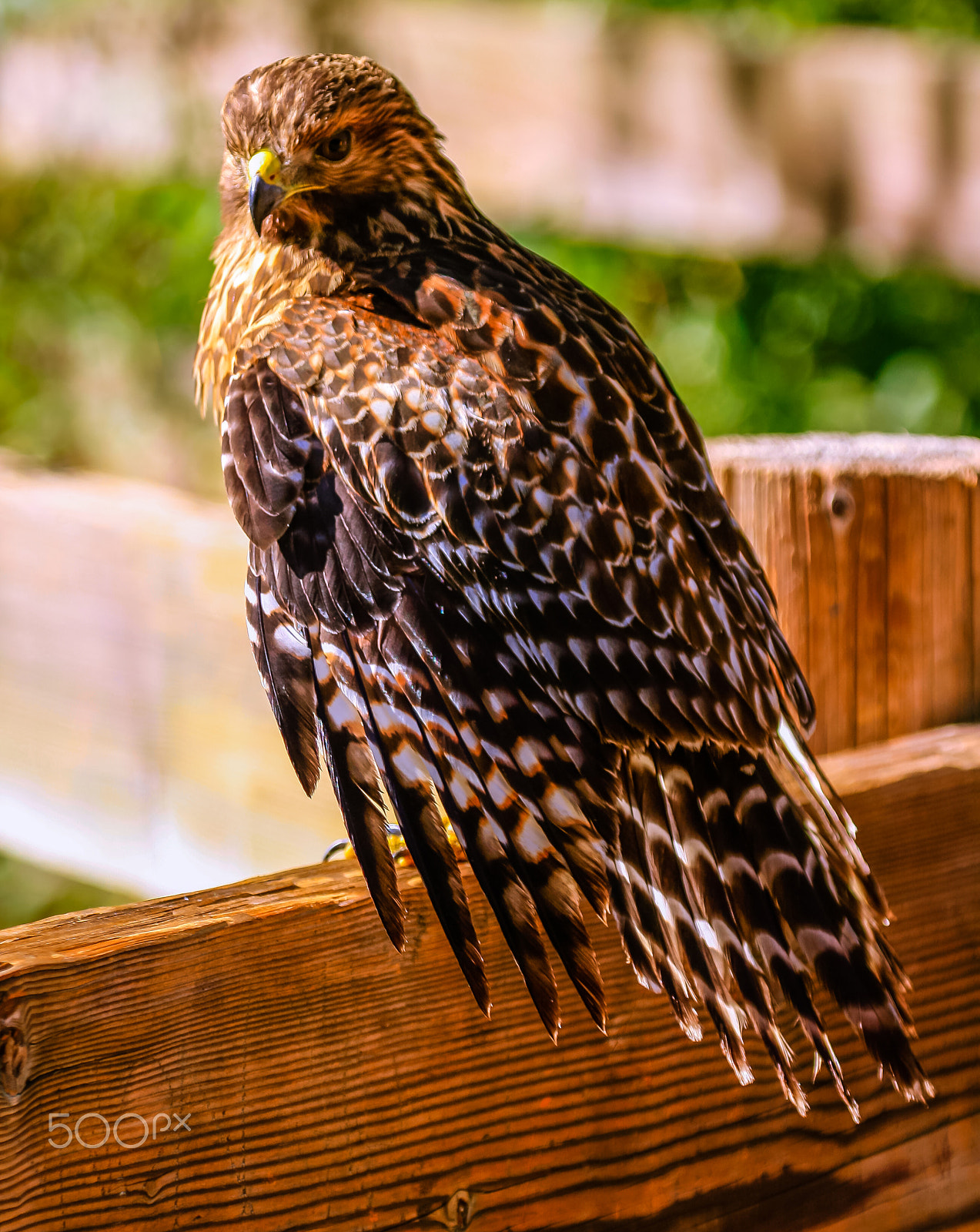 Canon EOS 40D + Canon EF 100-400mm F4.5-5.6L IS USM sample photo. Beautiful hawk 2 photography
