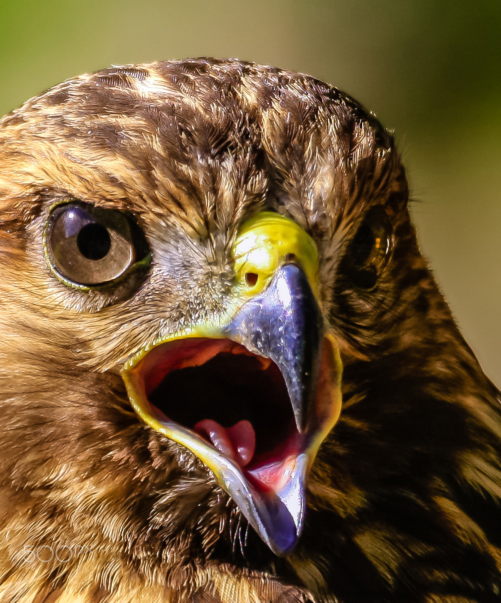 Canon EF 100-400mm F4.5-5.6L IS USM sample photo. The eye of the hawk photography