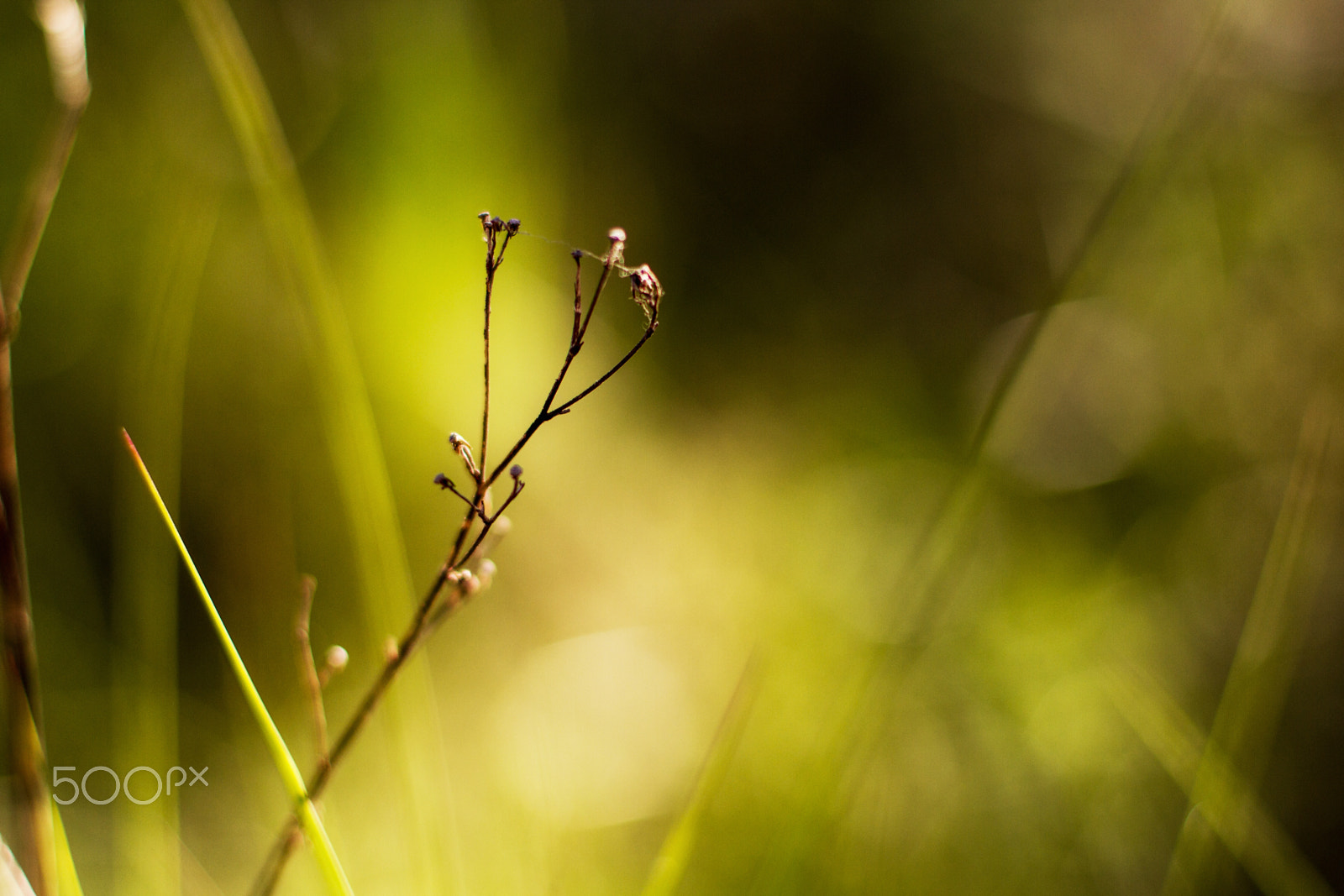 Canon EOS 7D + Canon EF 50mm F1.4 USM sample photo. 50 mm iii photography