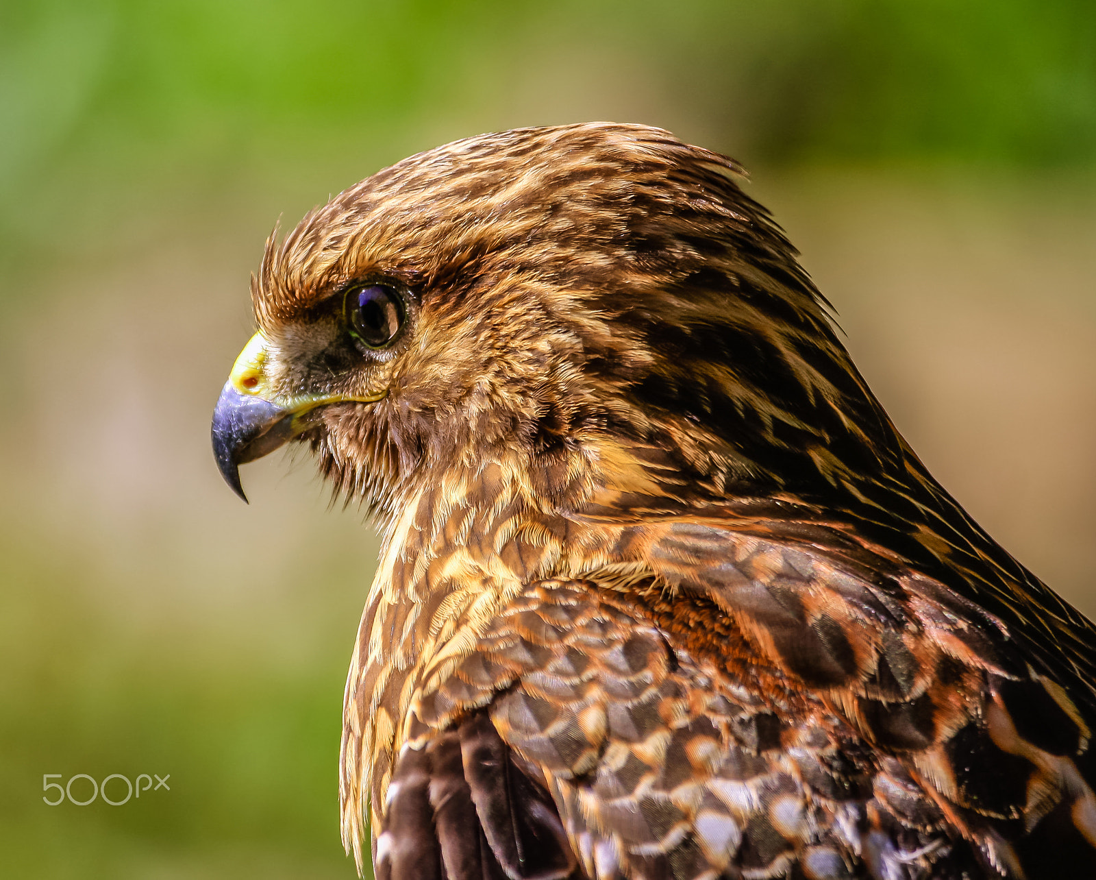 Canon EOS 40D + Canon EF 100-400mm F4.5-5.6L IS USM sample photo. Beautiful hawk 6 photography
