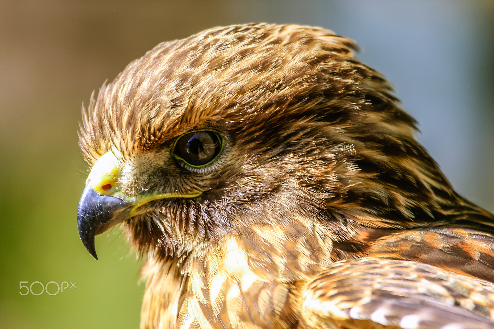 Canon EOS 40D + Canon EF 100-400mm F4.5-5.6L IS USM sample photo. Beautiful hawk 7 photography