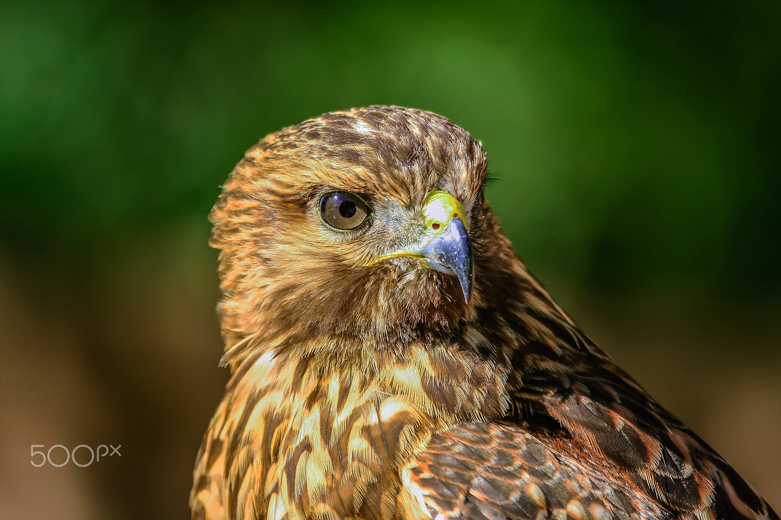 Canon EOS 40D + Canon EF 100-400mm F4.5-5.6L IS USM sample photo. Beautiful hawk 8 photography