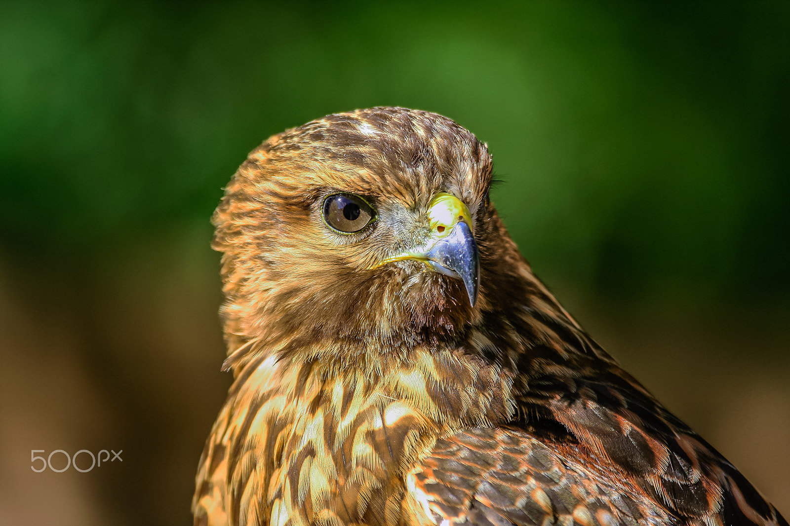 Canon EF 100-400mm F4.5-5.6L IS USM sample photo. Beautiful hawk 8 photography