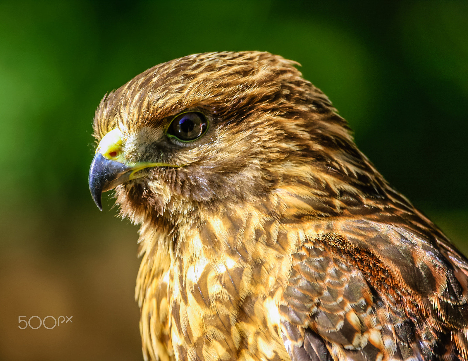 Canon EOS 40D + Canon EF 100-400mm F4.5-5.6L IS USM sample photo. Beautiful hawk 9 photography