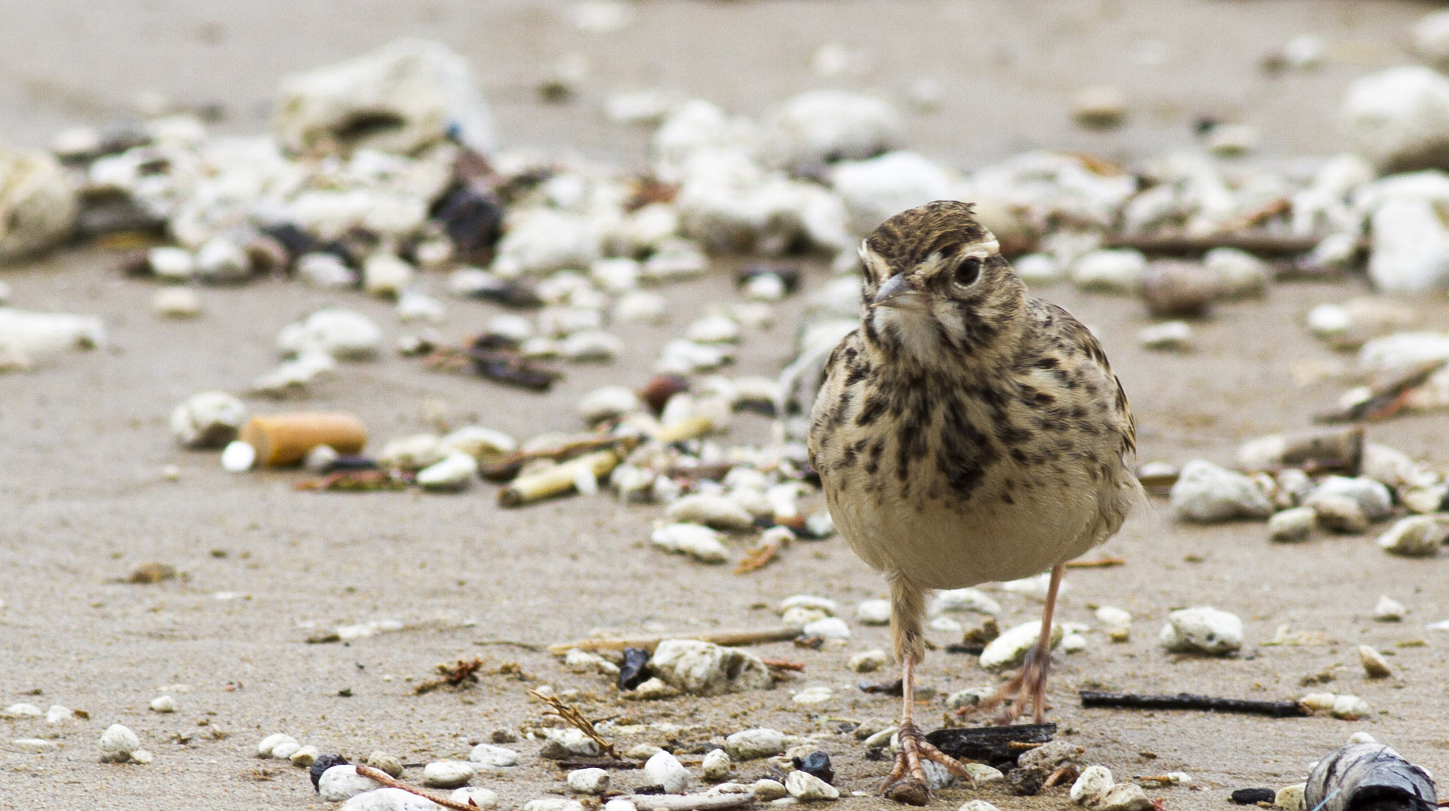 Canon EOS 7D + Canon EF 400mm F5.6L USM sample photo. Beach photography